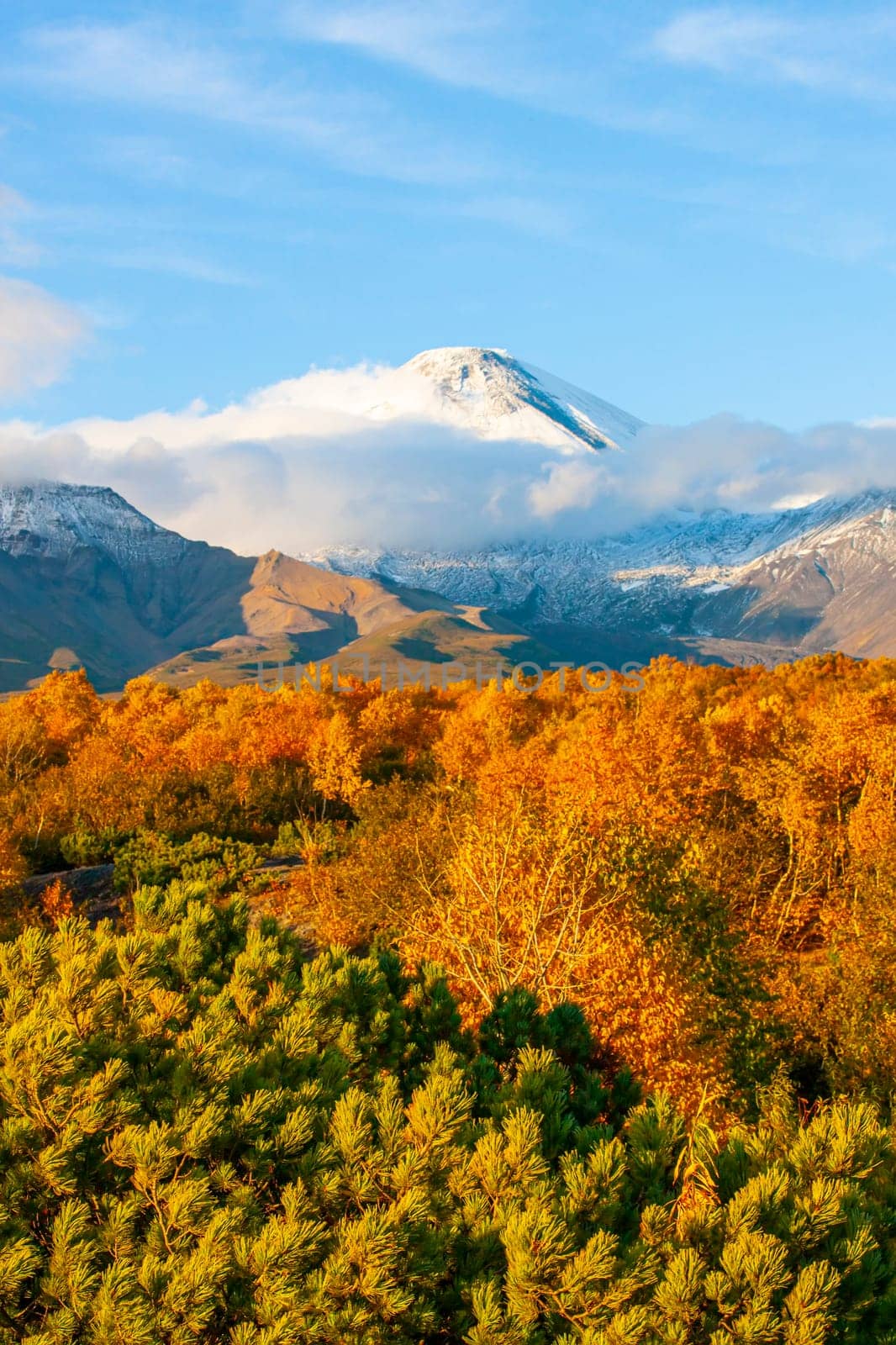 The green cedar bushes on the background of the Avacha volcano on Kamchatka peninsula