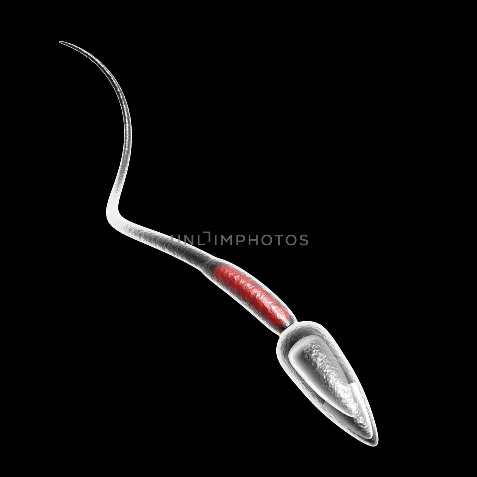 sperm swim anatomy