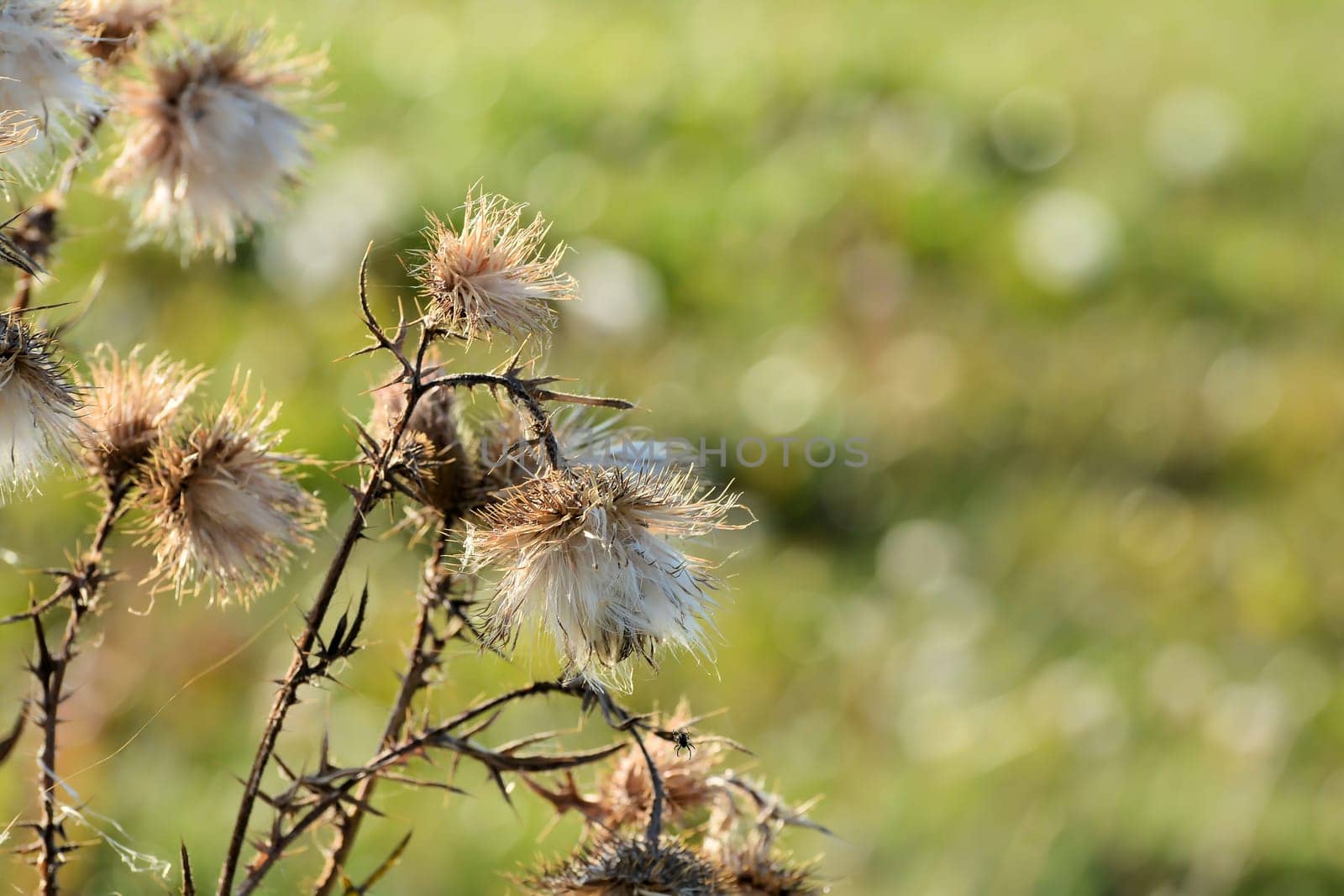 Thistle