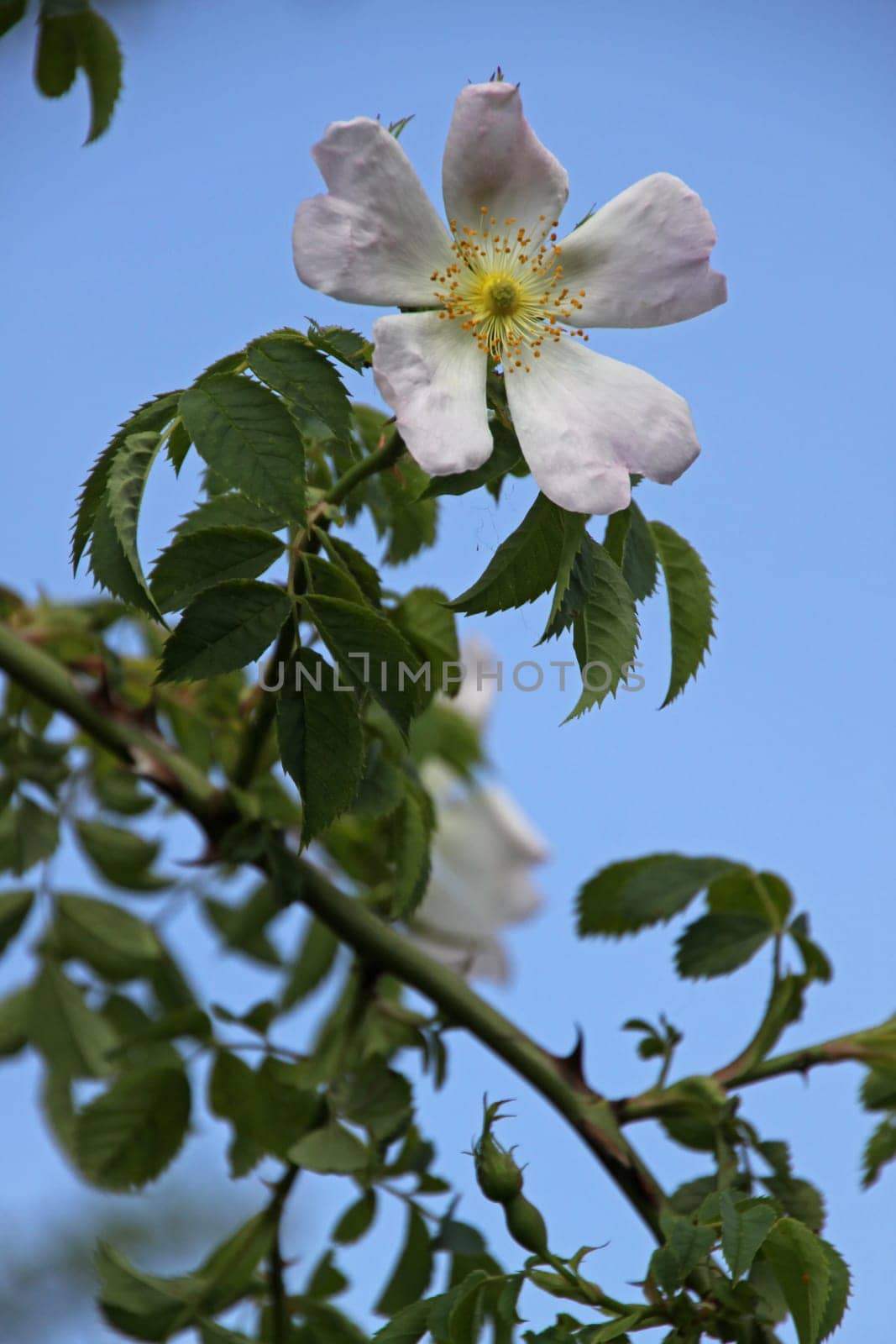 Hedge rose
