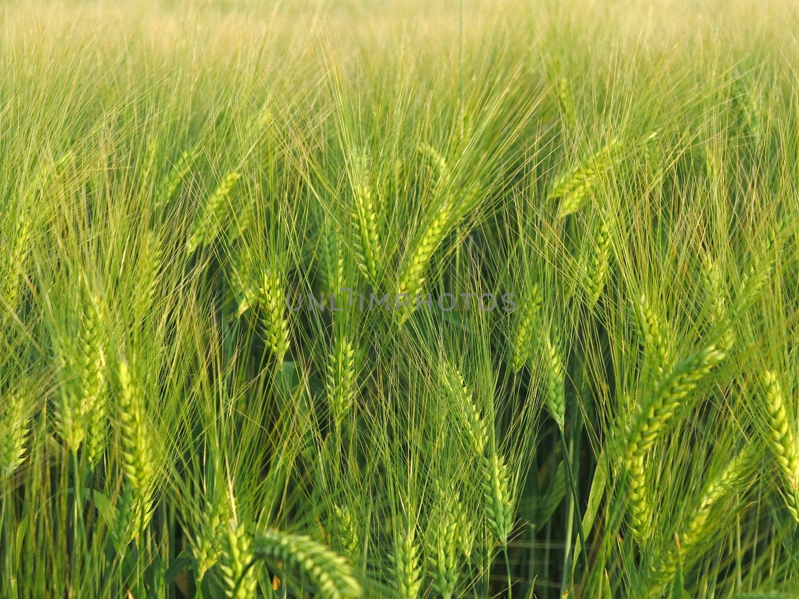 Green barley feeds