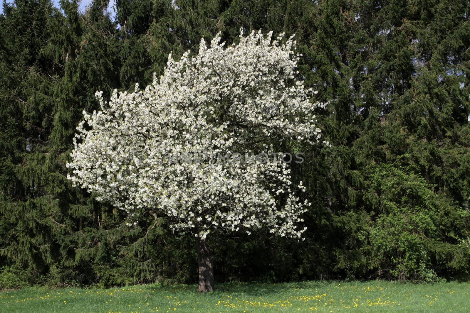 Blooming cherry tree