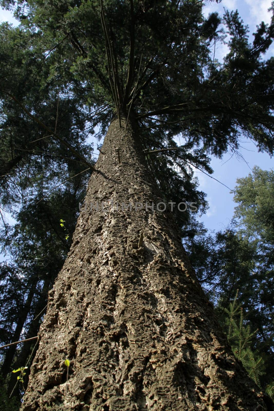 Larch