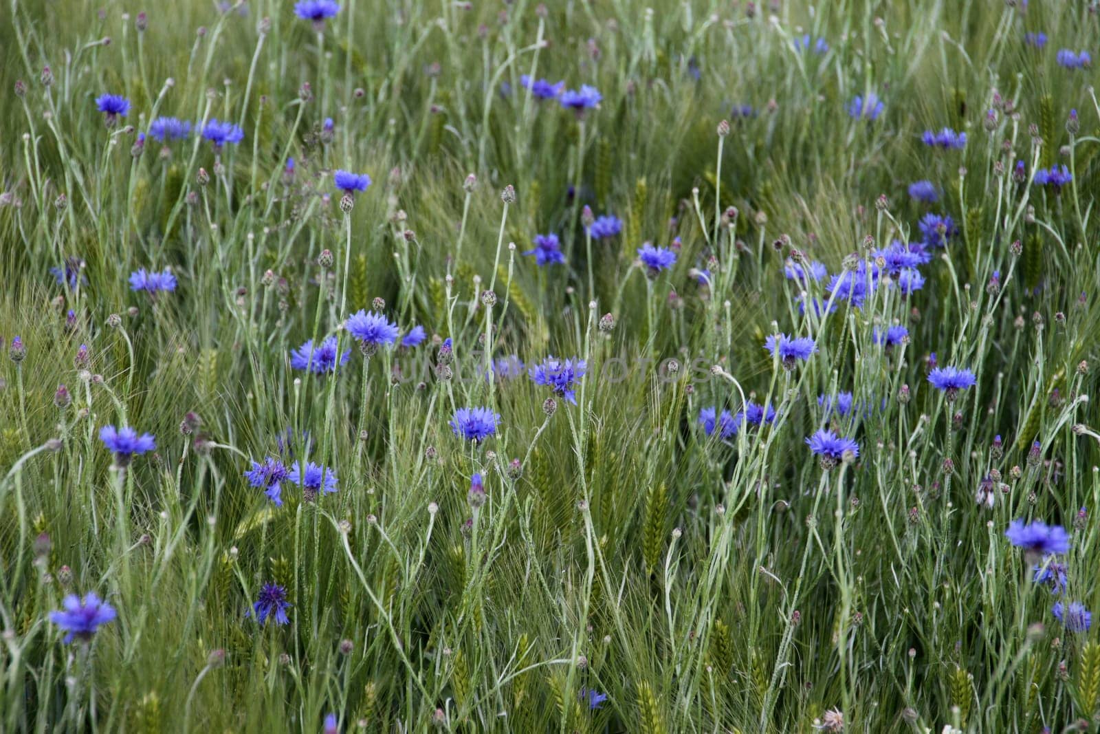 Cornfield with cornflowers