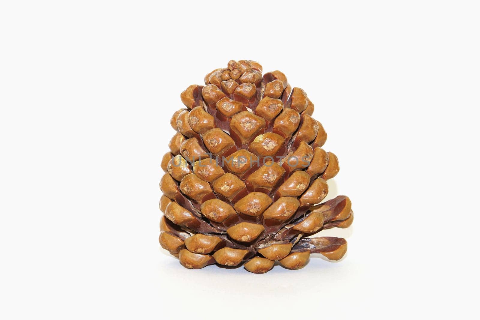 Pine cones