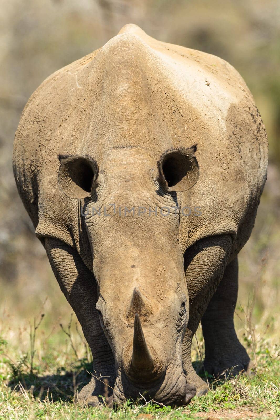 Rhinos with red billed ox-pecker birds cleaning ears in animal wildlife animal wilderness terrain habitat in Imfolozi reserve Zululand South Africa