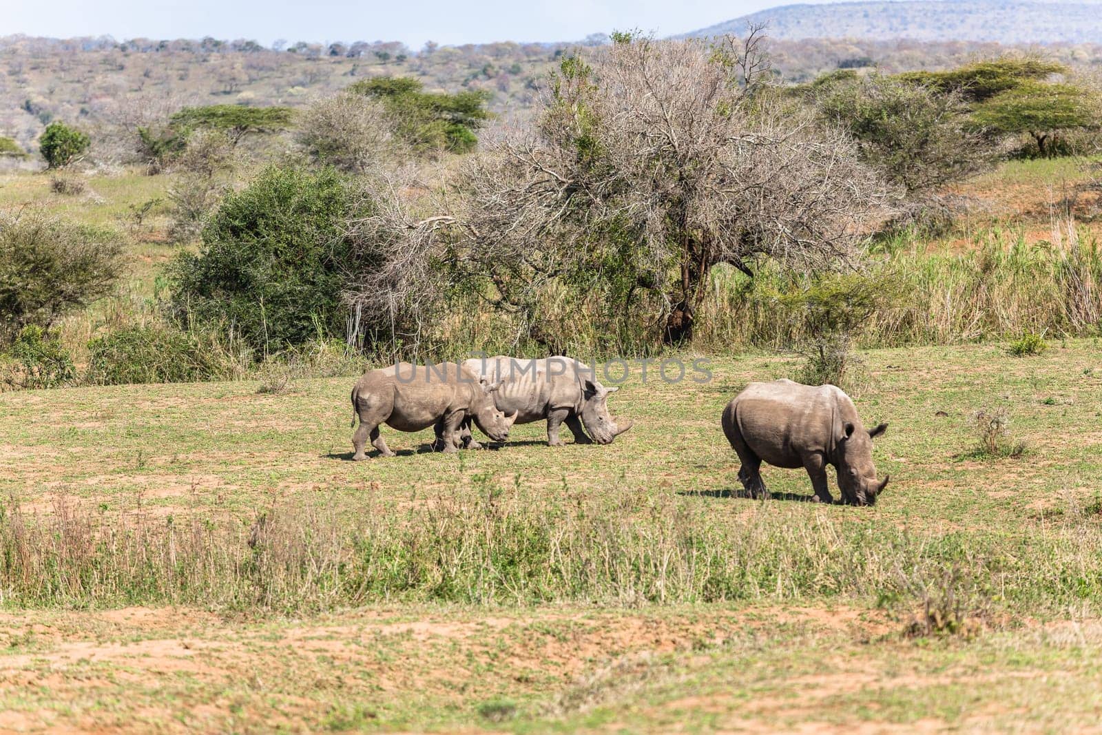 Rhinos with red billed ox-pecker birds cleaning ears in animal wildlife animal wilderness terrain habitat in Imfolozi reserve Zululand South Africa