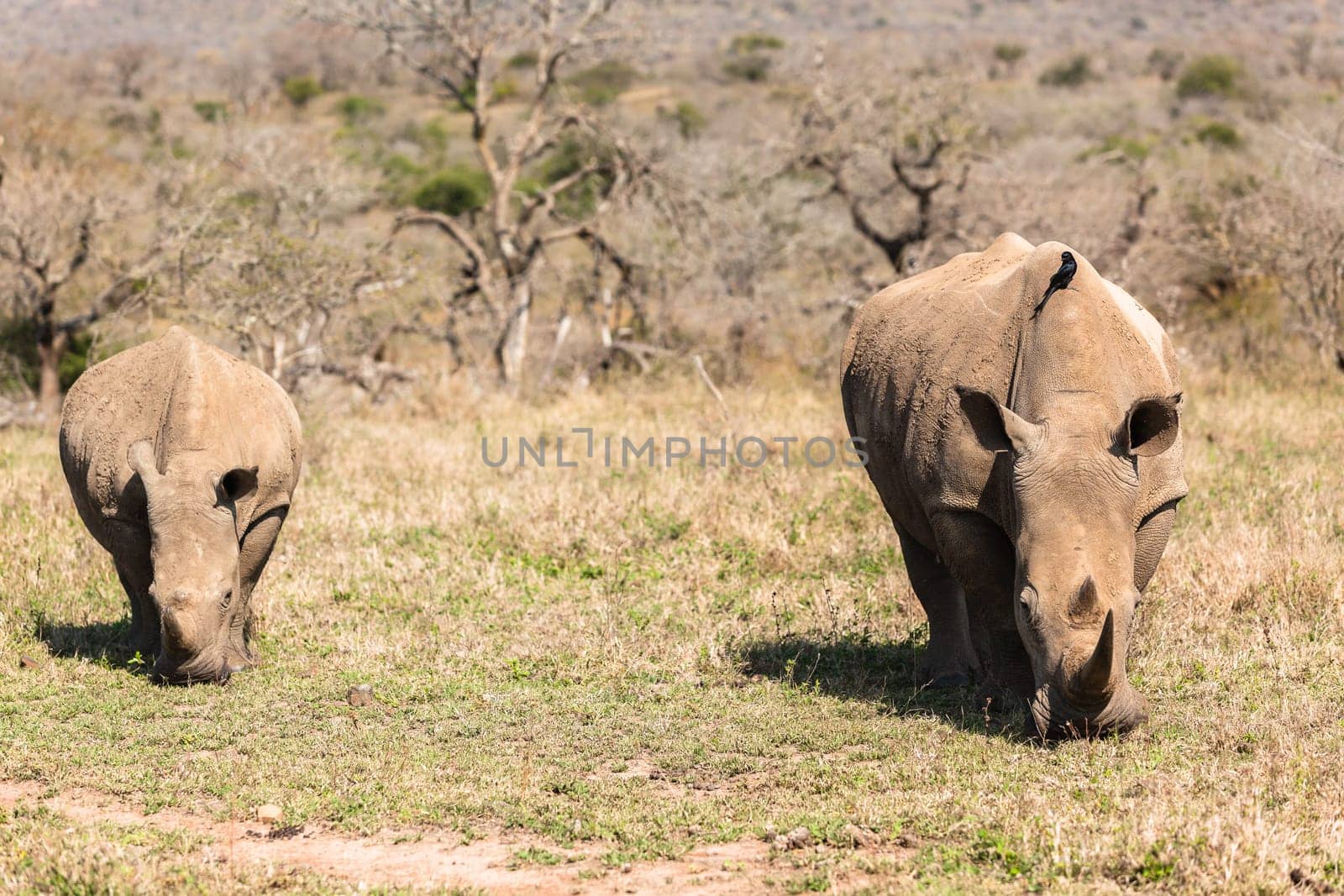 Rhinos with red billed ox-pecker birds cleaning ears in animal wildlife animal wilderness terrain habitat in Imfolozi reserve Zululand South Africa