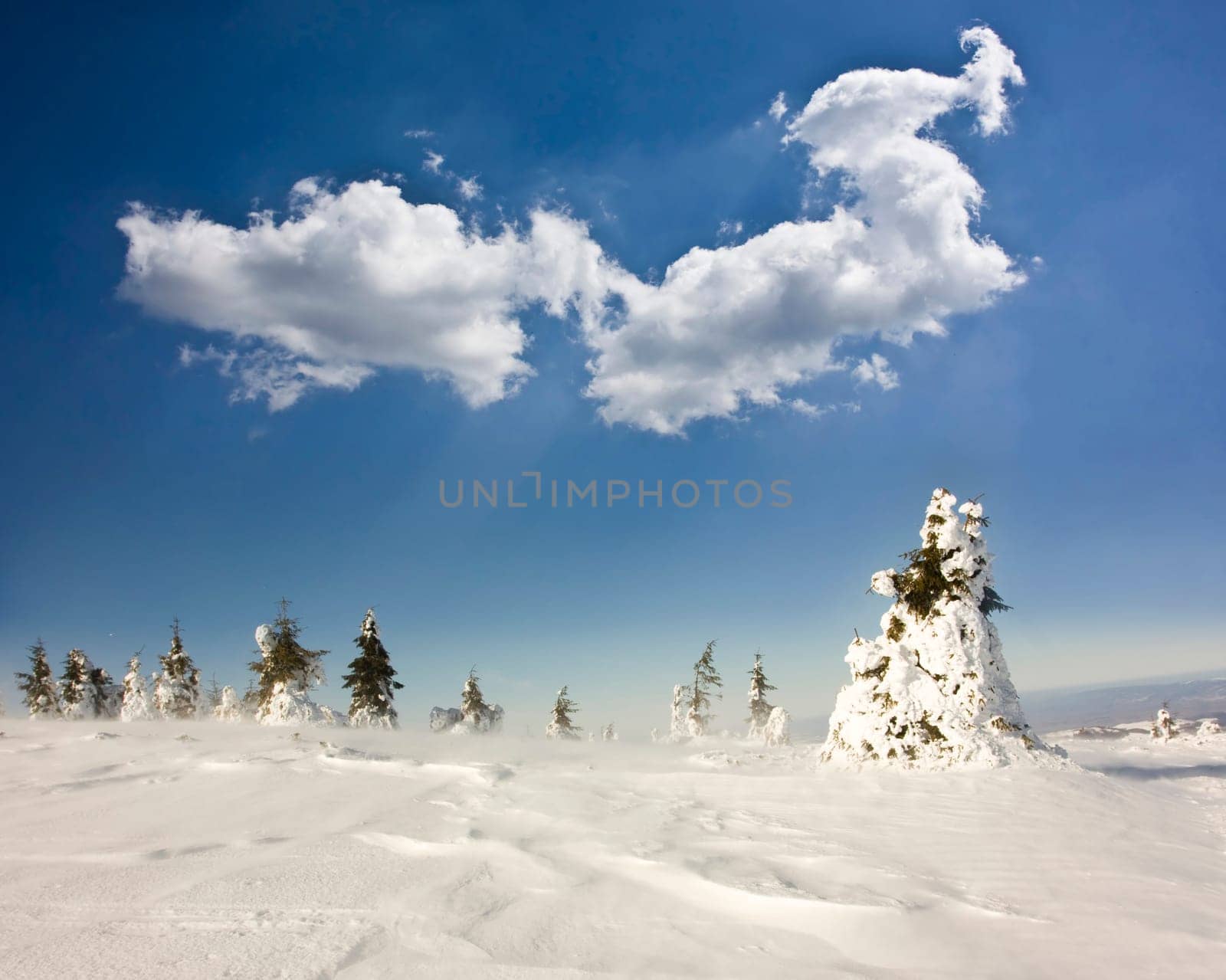 Vintage Christmas background with snowy fir trees