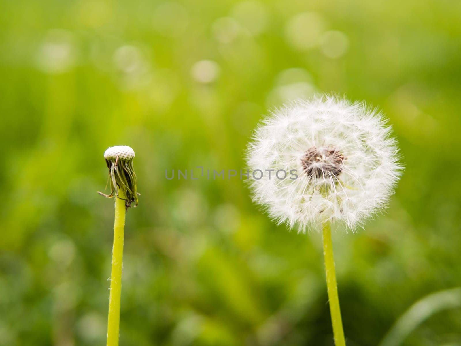 Oposite dandelions