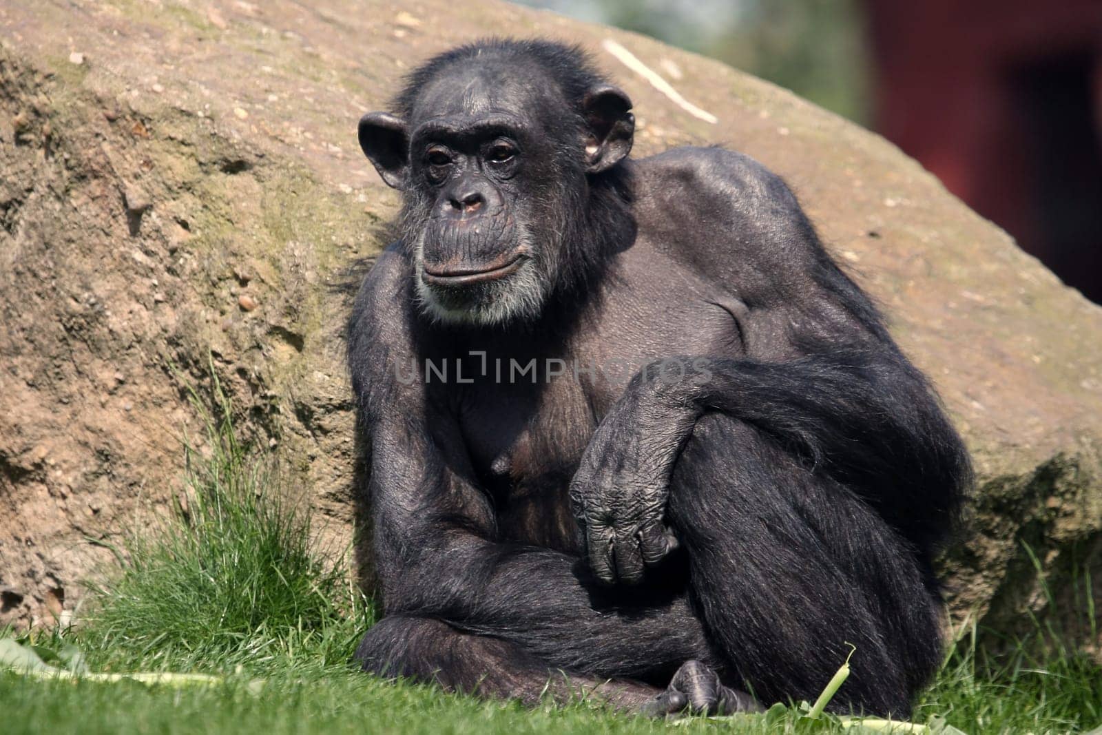 Chimpanzee