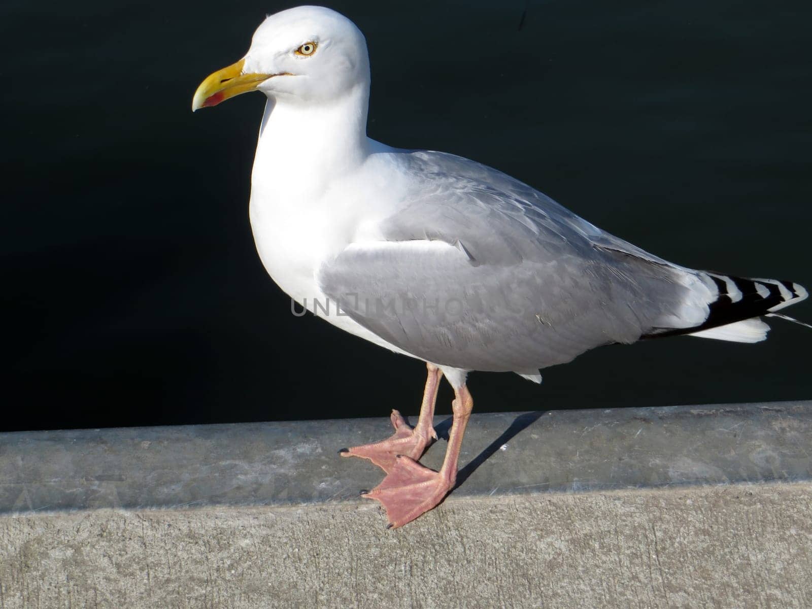 altenpfleger