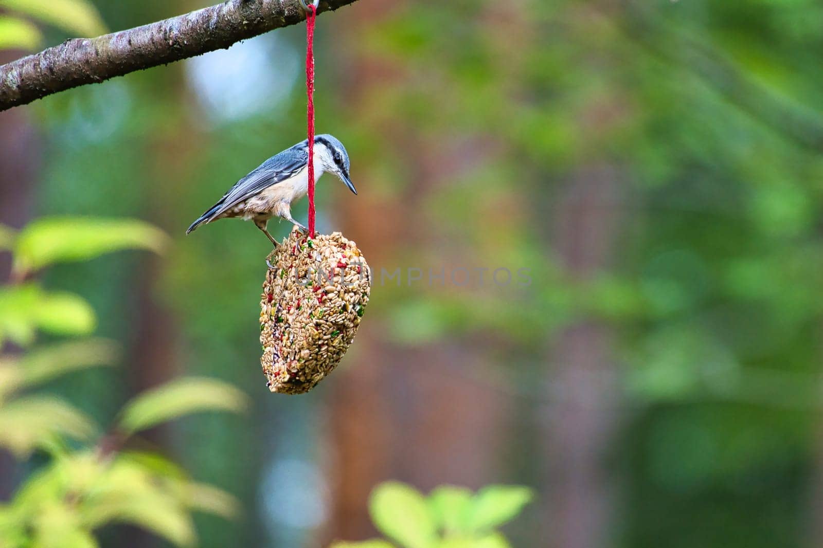 Nuthatch, observed at a feeder heart feeding in the forest. Small gray and white bird. Animal photo from nature