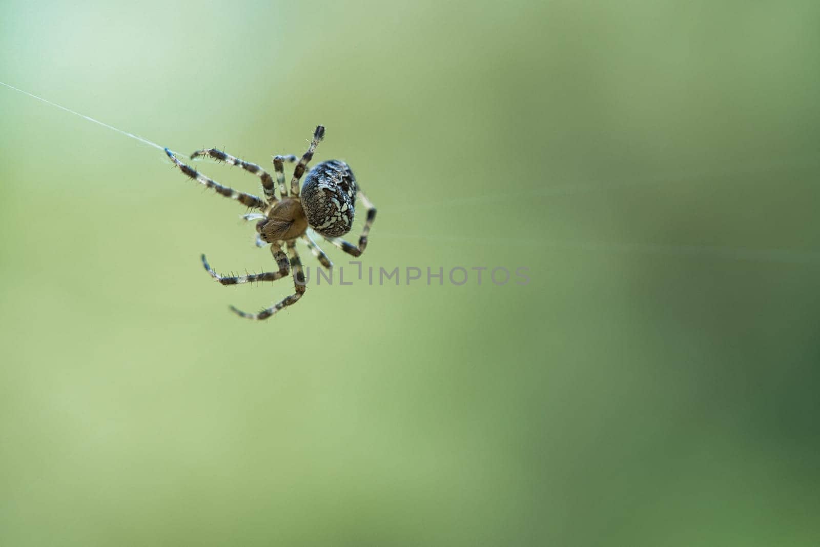 Cross spider crawling on a spider thread. Halloween fright. Blurred background. A useful hunter among insects. Arachnid. Animal photo from the wild.