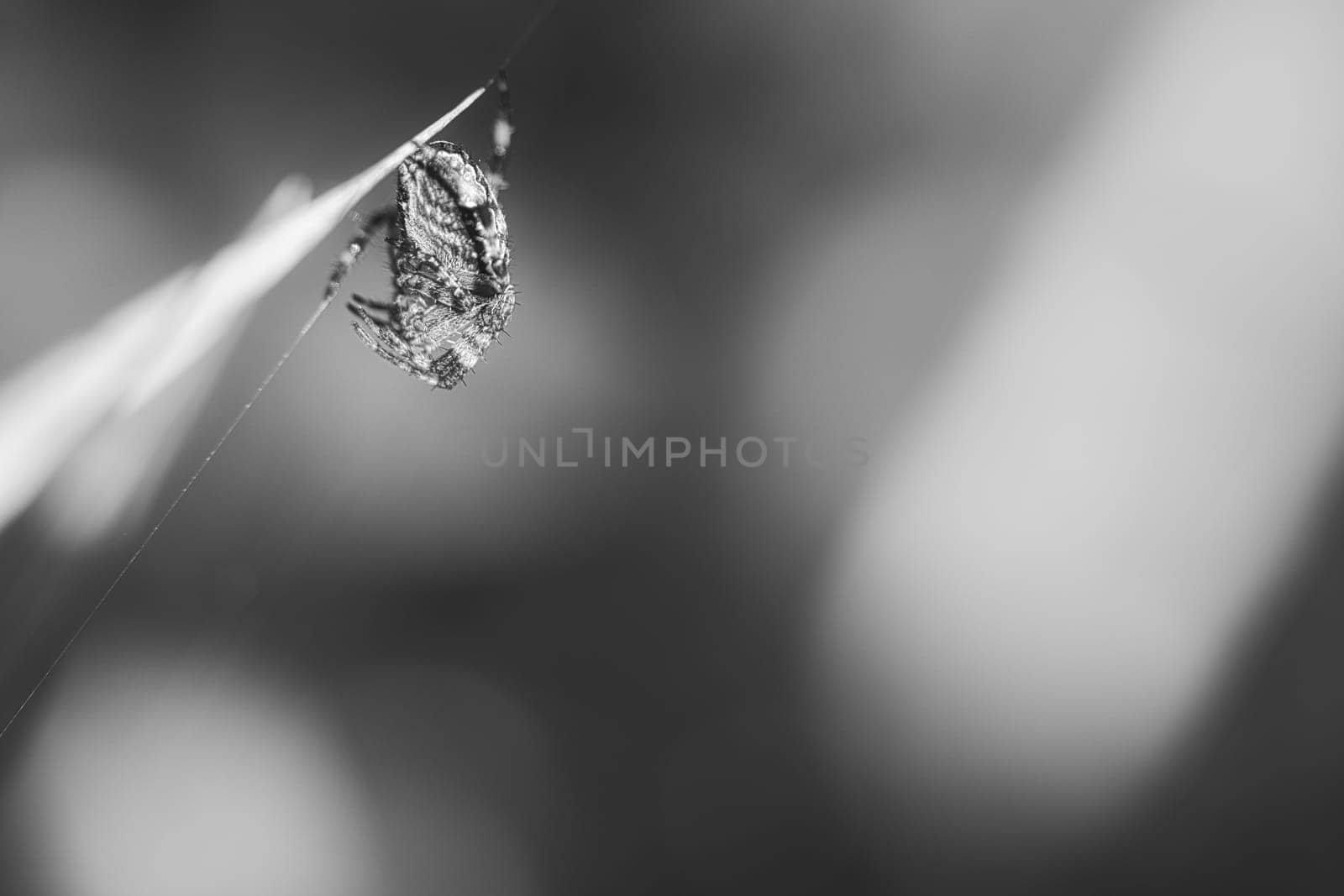Cross spider in black and white photographed huddled with prey on a blade of grass. A useful hunter among insects. Arachnid. Animal photo from the wild.
