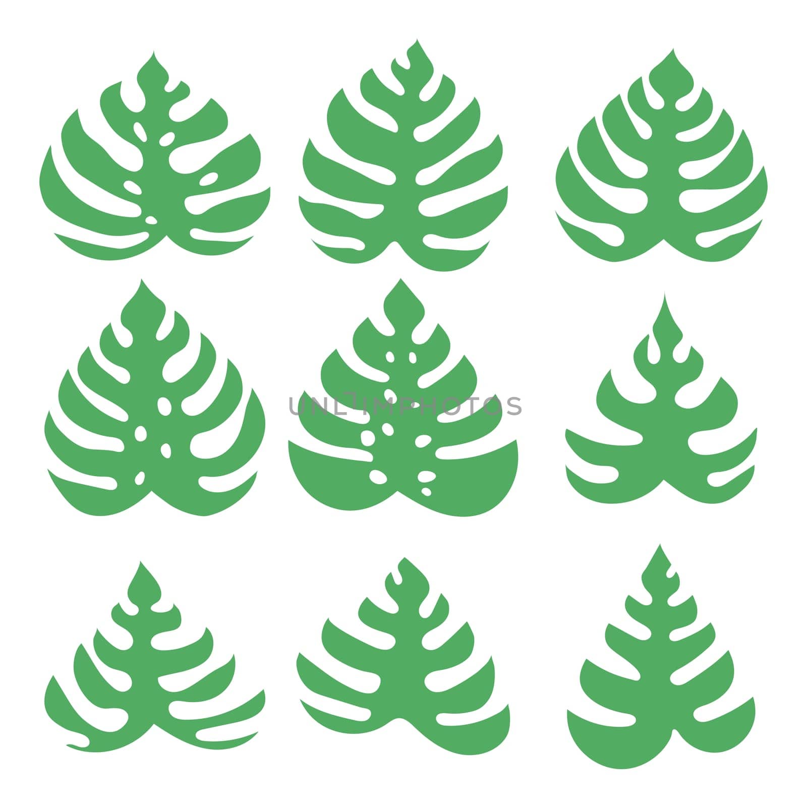 Set of Green Monstera Leaves Isolated on White Background.