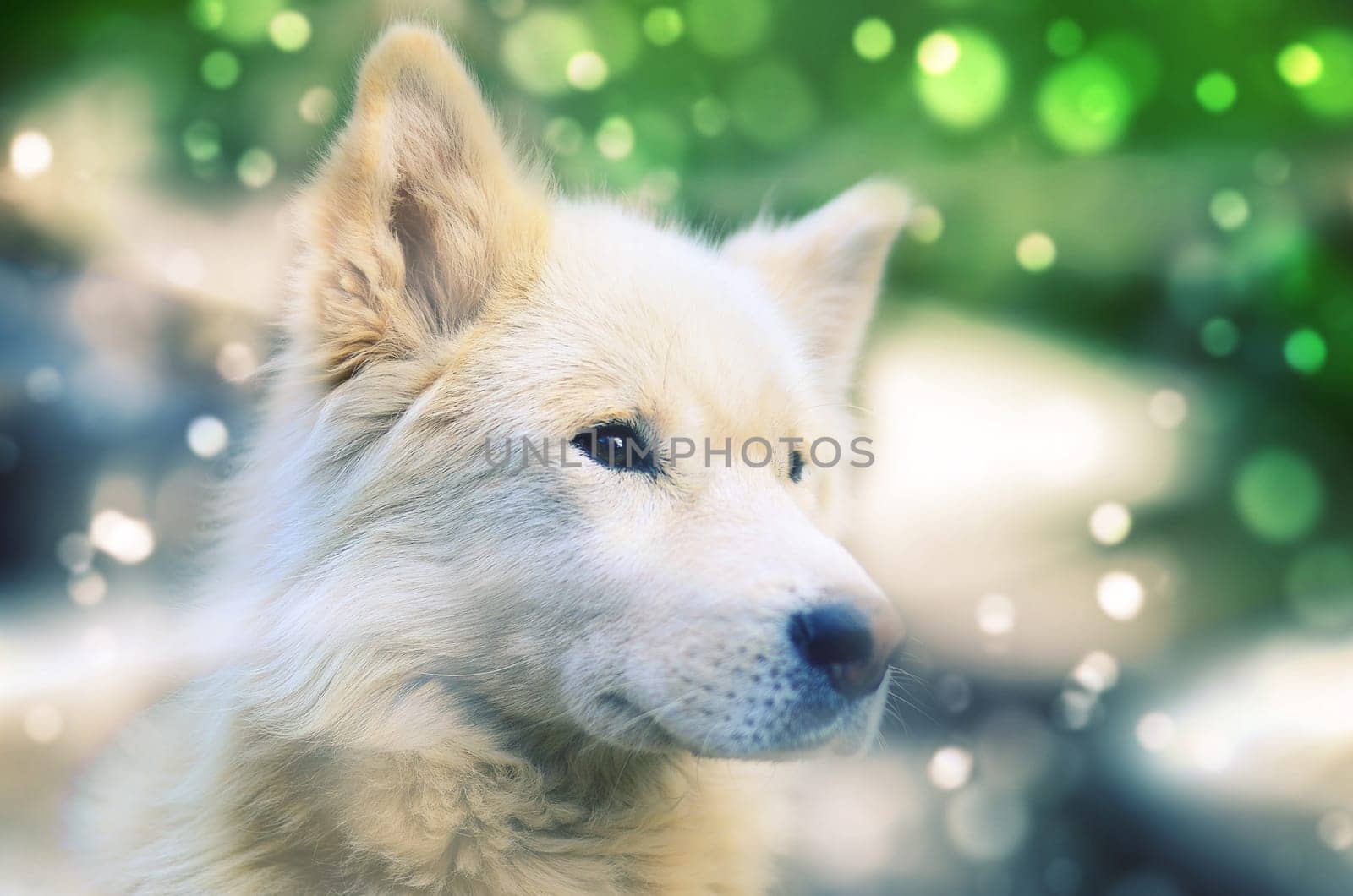 Portrait of the white siberian samoyed husky dog with heterochromia. Phenomenon when eyes have different colors. Green bokeh fairy background