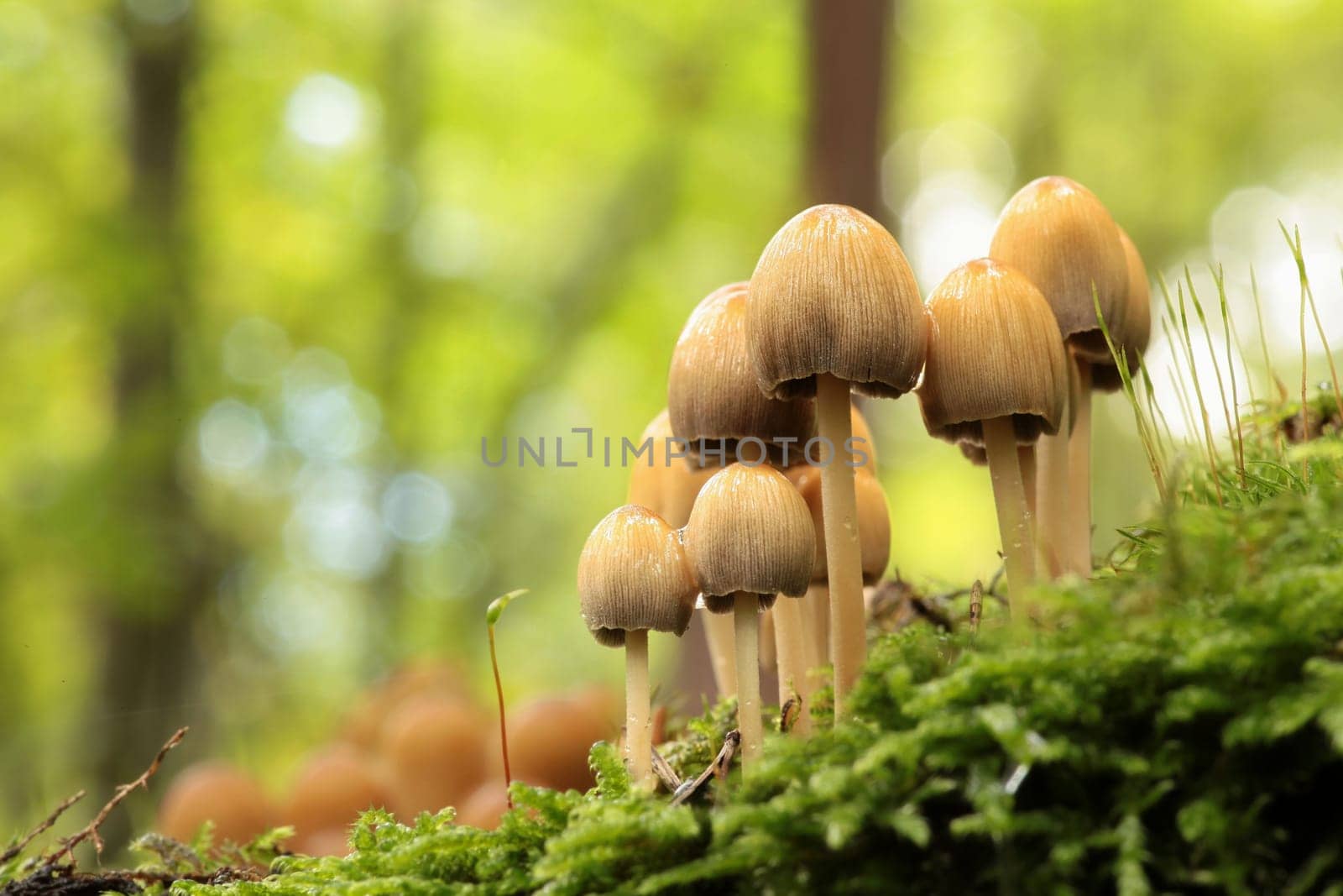 Mushrooms growing on a tree trunk in the forest