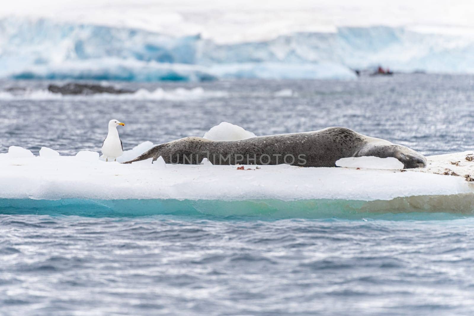 Leopard seal (Hydrurga leptonyx) on an ice floe in Cierva Cove a quiet bay on the Antarctic Peninsula