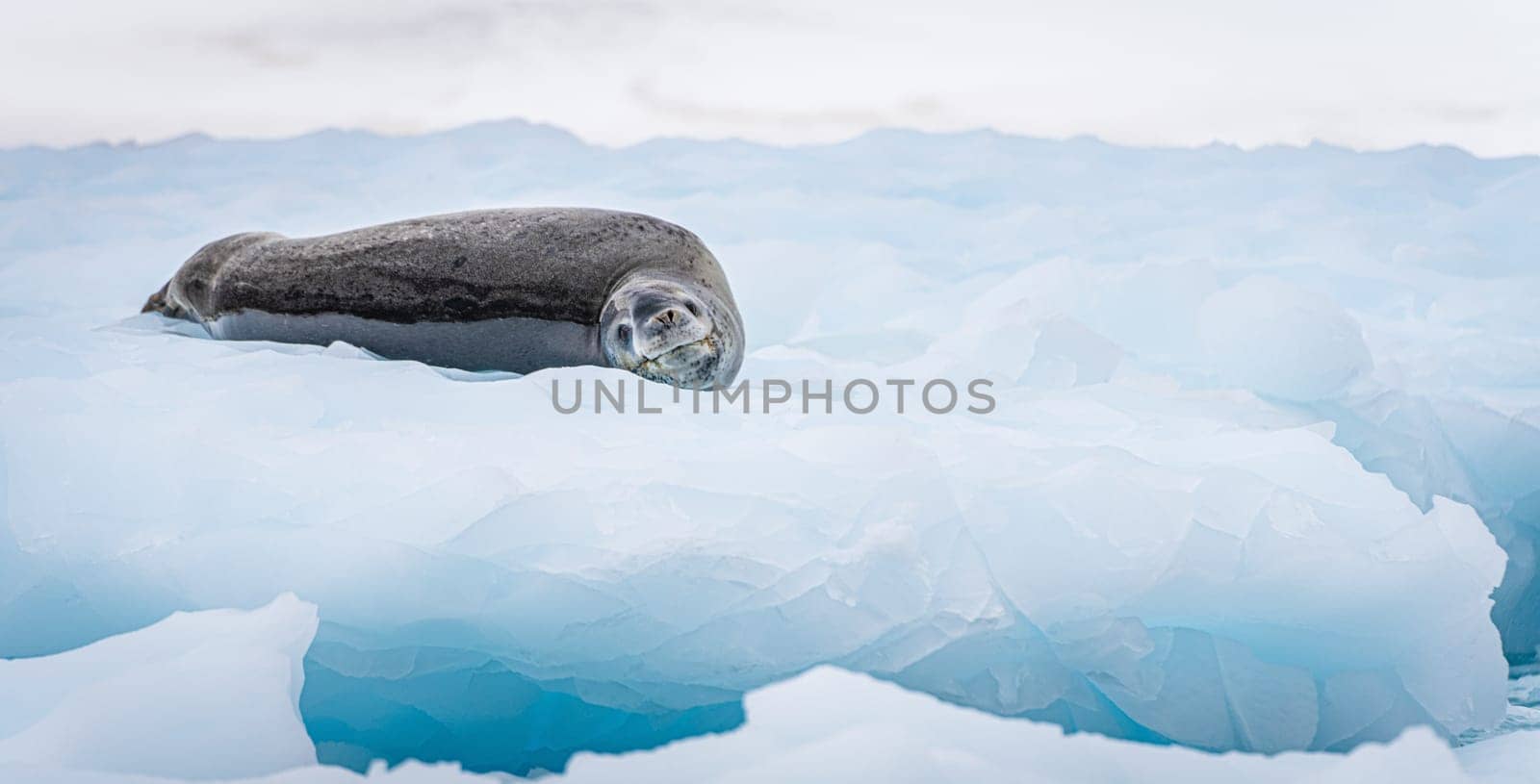 Leopard seal (Hydrurga leptonyx) on an ice floe in Cierva Cove a quiet bay on the Antarctic Peninsula