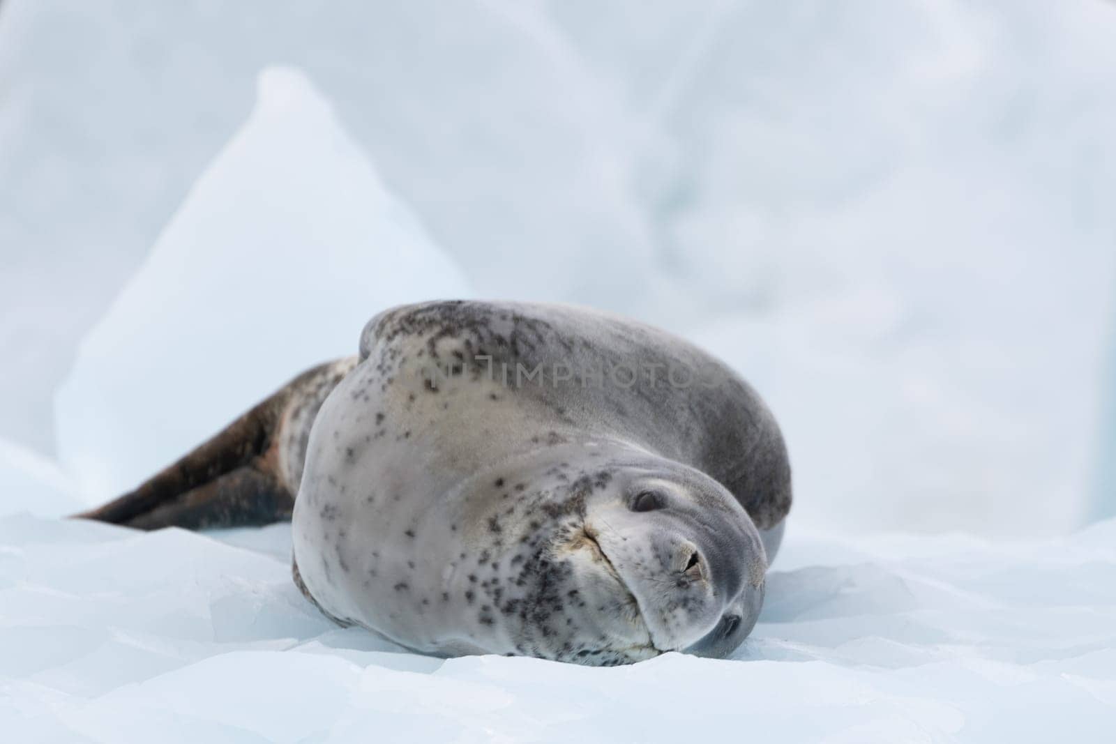 Leopard seal (Hydrurga leptonyx) on an ice floe in Cierva Cove a quiet bay on the Antarctic Peninsula
