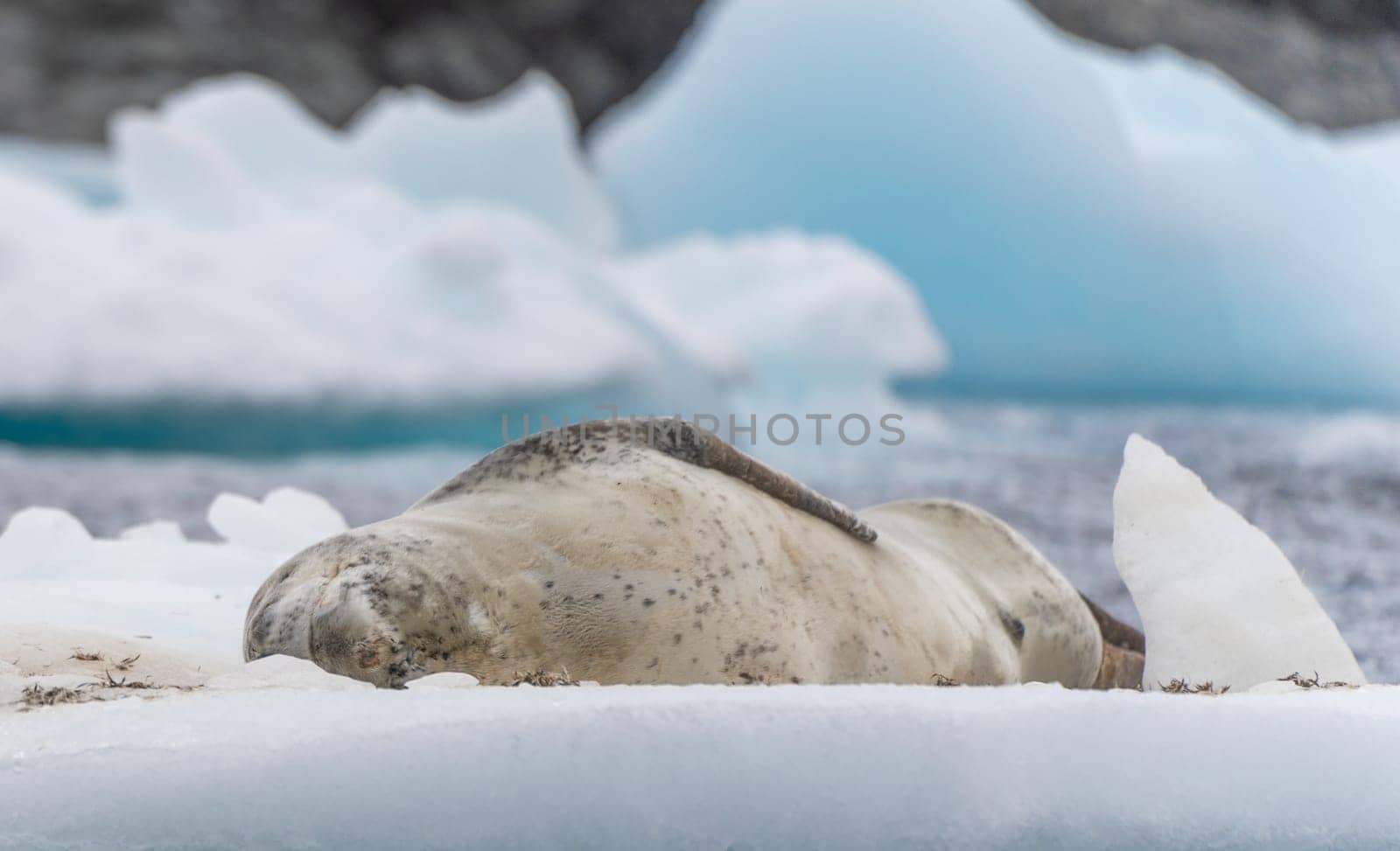 Leopard seal (Hydrurga leptonyx) on an ice floe in Cierva Cove a quiet bay on the Antarctic Peninsula