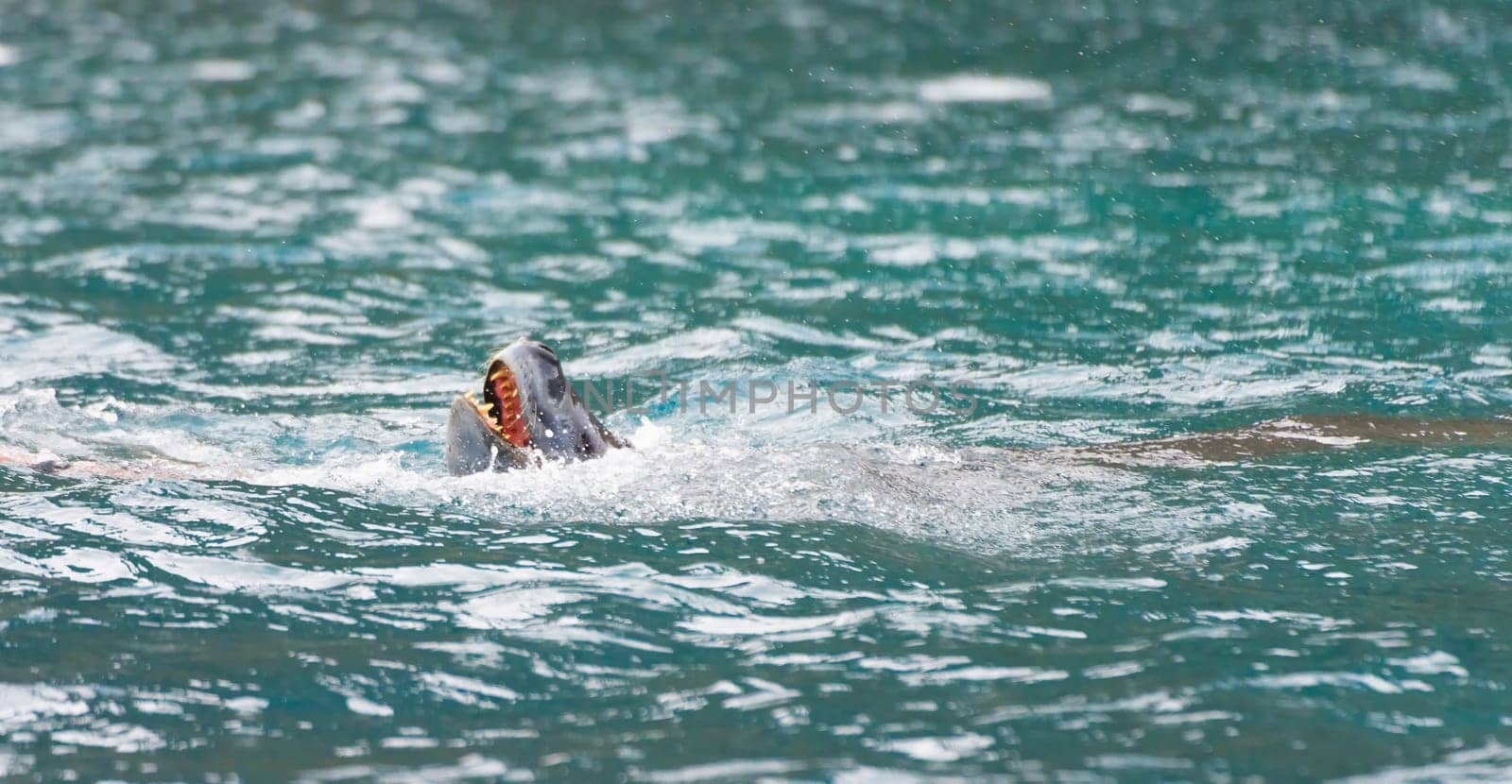Leopard seal (Hydrurga leptonyx) on an ice floe in Cierva Cove a quiet bay on the Antarctic Peninsula