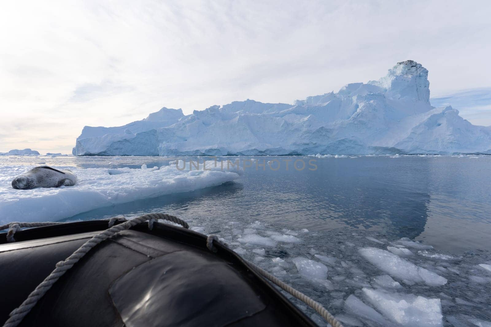 Leopard seal (Hydrurga leptonyx) on an ice floe in Cierva Cove a quiet bay on the Antarctic Peninsula