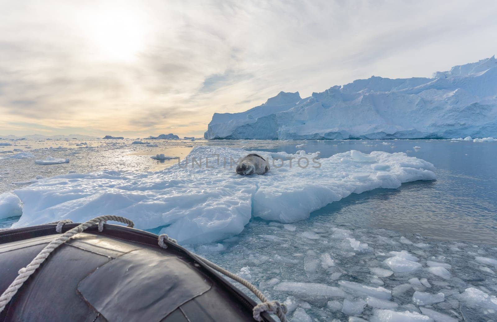Leopard seal (Hydrurga leptonyx) on an ice floe in Cierva Cove a quiet bay on the Antarctic Peninsula