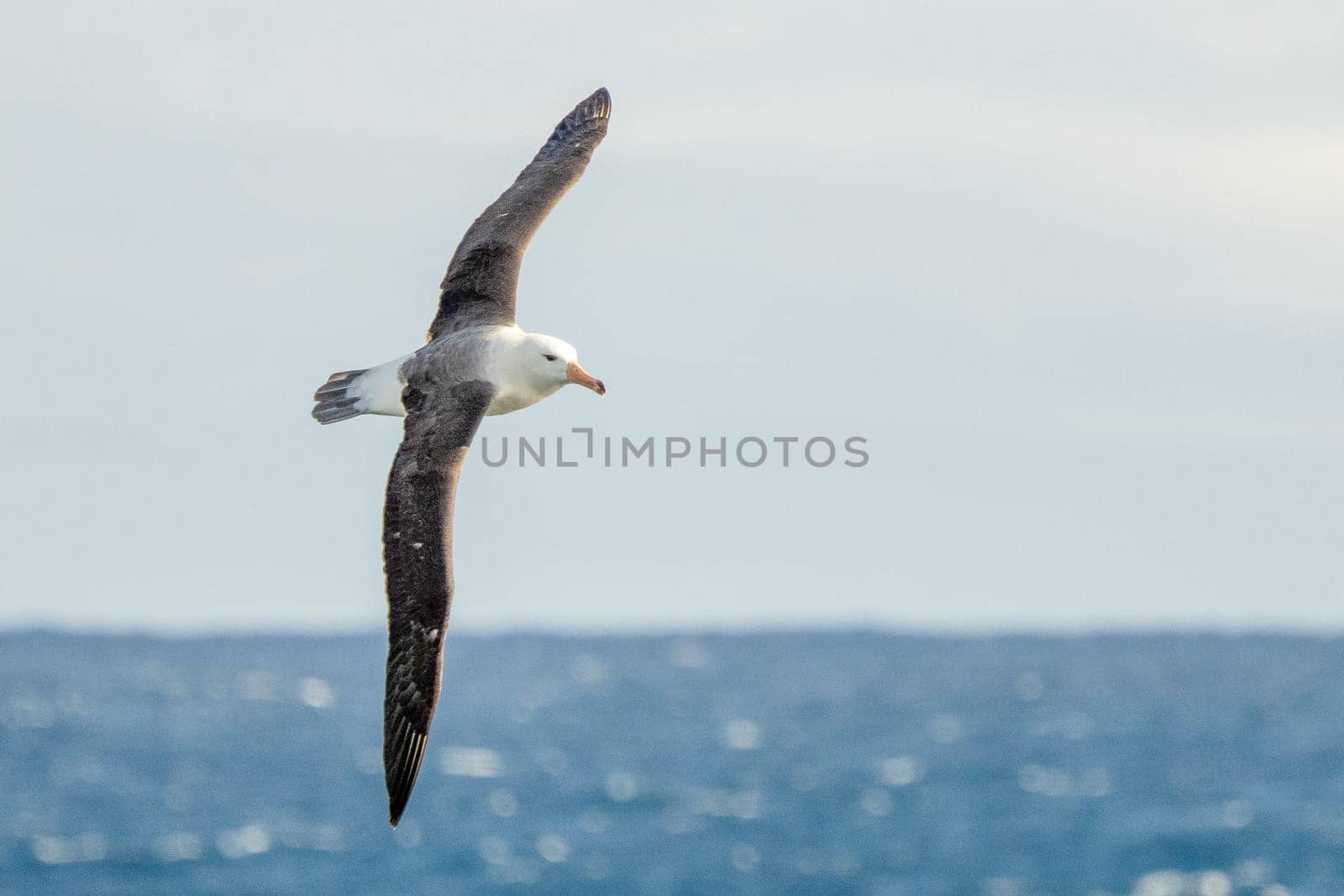 Lying Wandering Albatross (Diomedea exulans) against a yellow sky at sunset, - the bird with the largest wingspan in the world