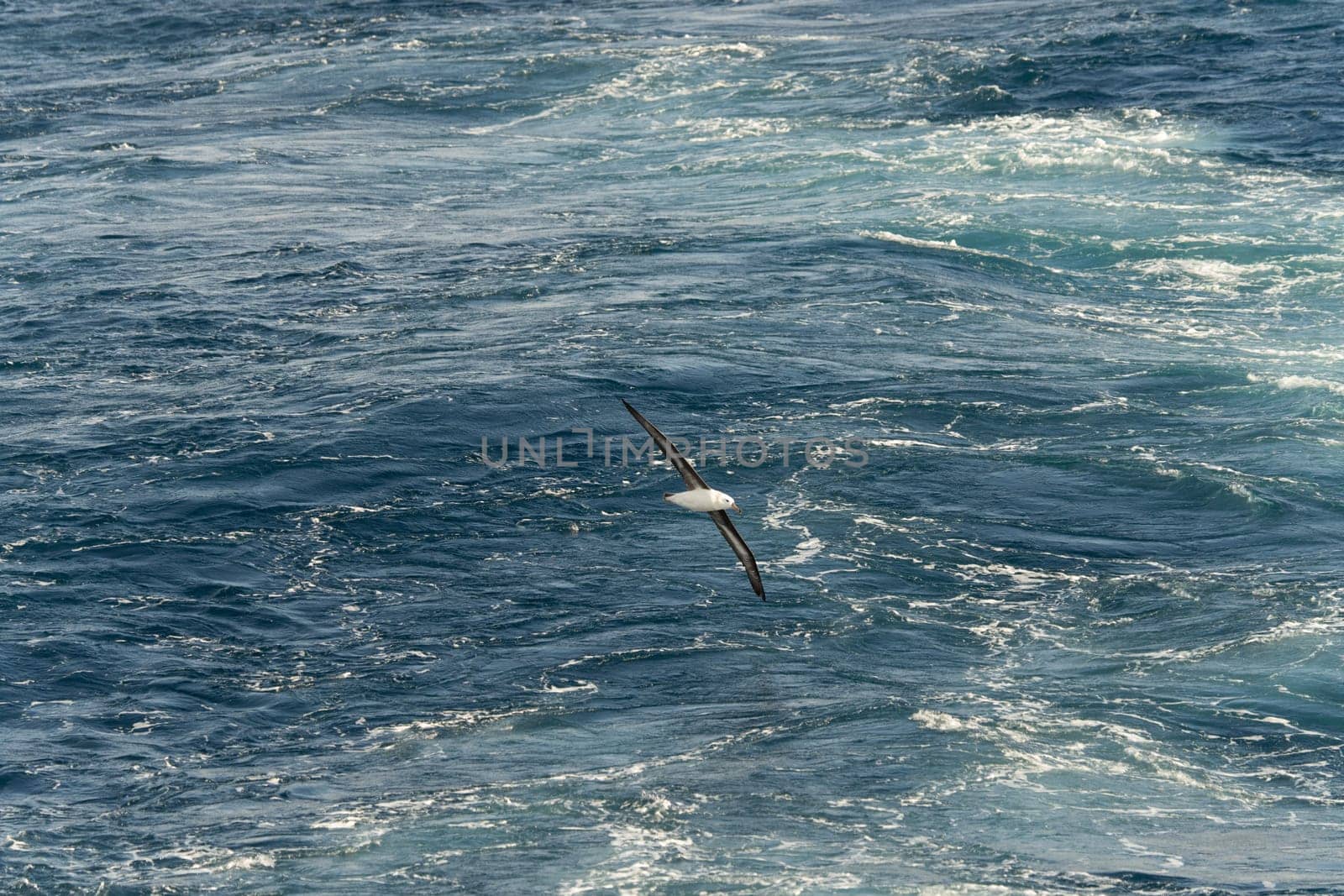 Lying Wandering Albatross (Diomedea exulans) against a yellow sky at sunset, - the bird with the largest wingspan in the world