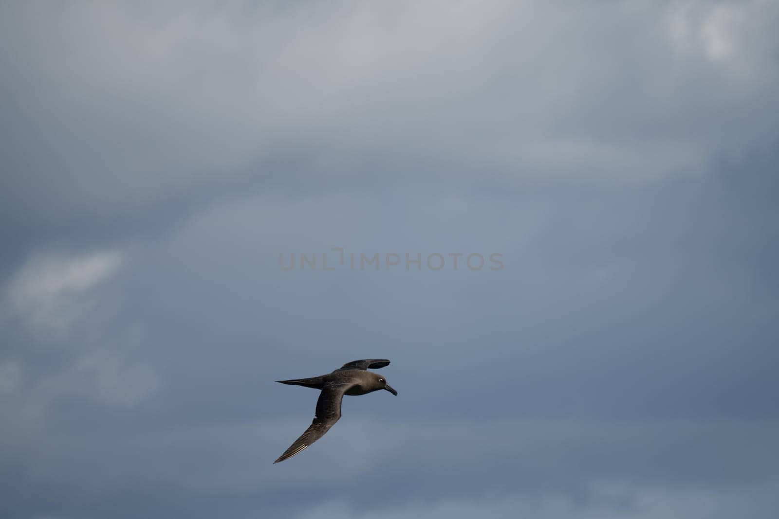 Dark albatross (Phoebetria fusca) a sooty black albatross with characteristically long, narrow wings and a narrow tapered tail