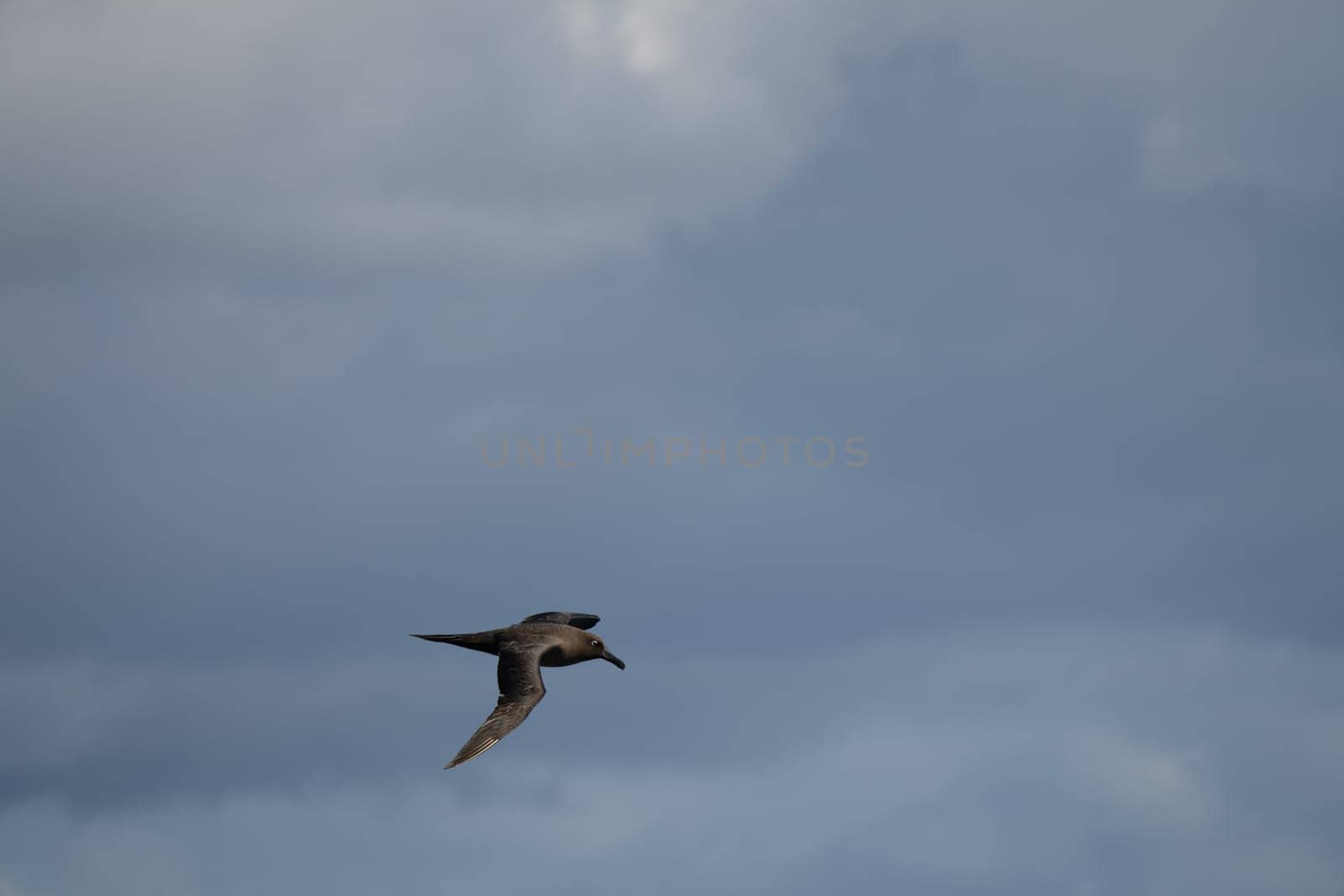 Dark albatross (Phoebetria fusca) a sooty black albatross with characteristically long, narrow wings and a narrow tapered tail