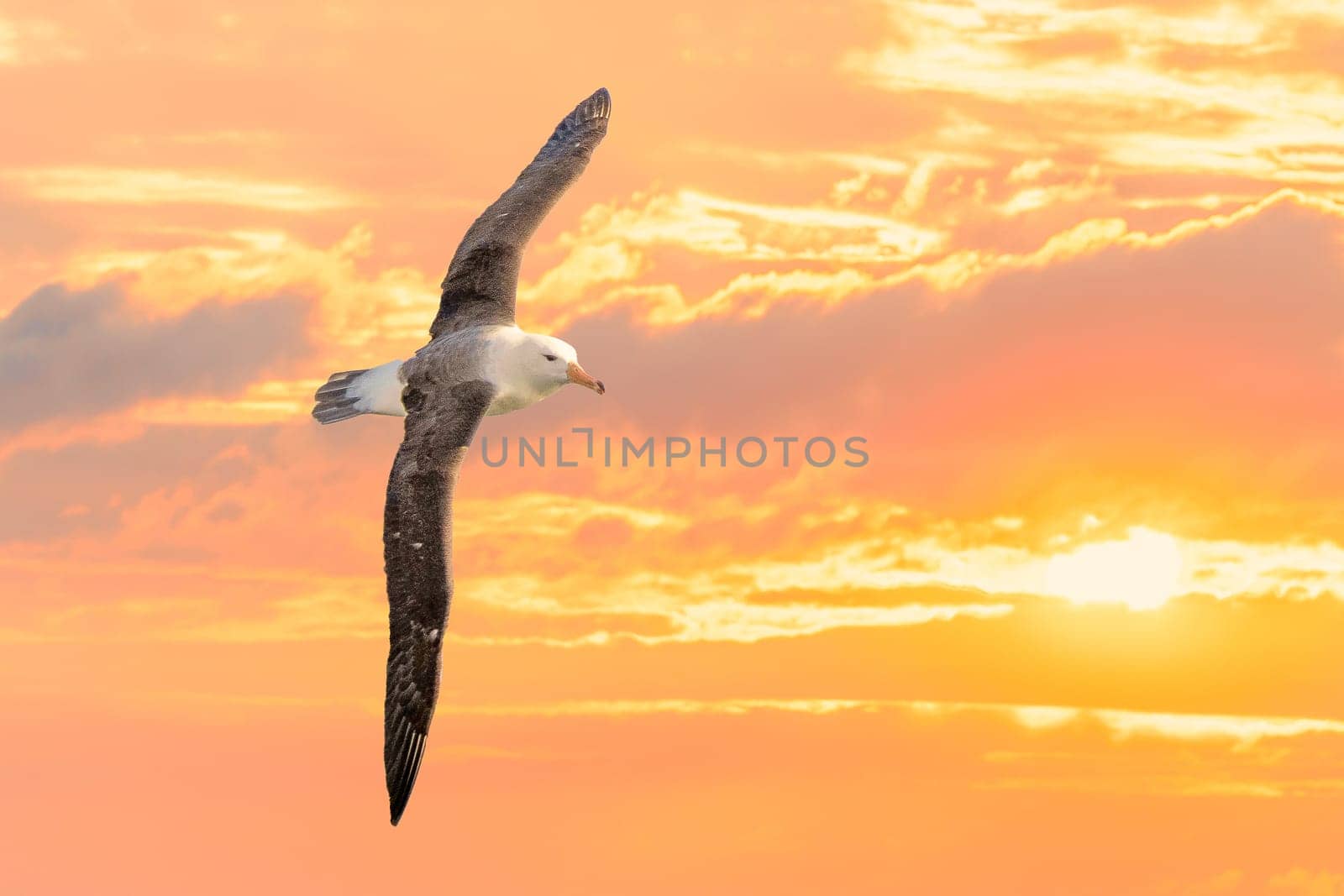 Lying Wandering Albatross (Diomedea exulans) against a yellow sky at sunset, - the bird with the largest wingspan in the world