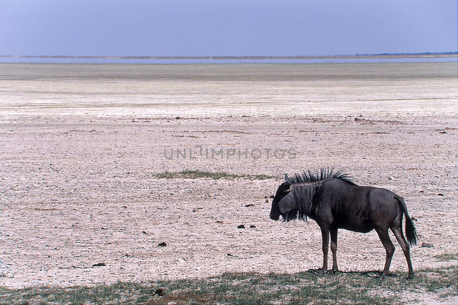 blue wildebeest (cannochaetes taurinus) etosha national park, namibia, africa.