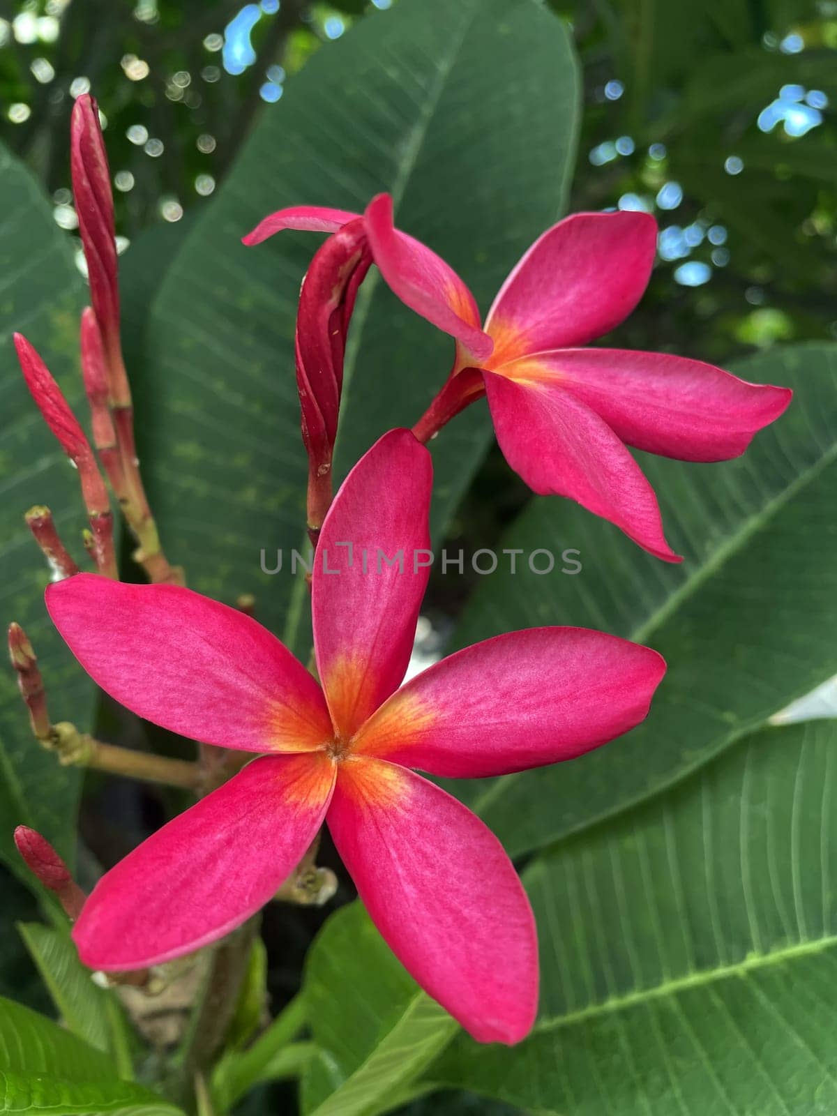 Pink Plumeria flowers bouquet on tree, green bokeh background. Pink Plumeria flowers