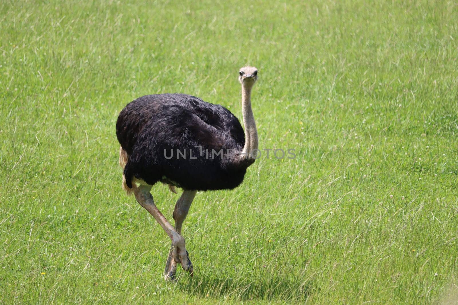 beautiful ostrich fast bird and big wild black feathers safari zoo