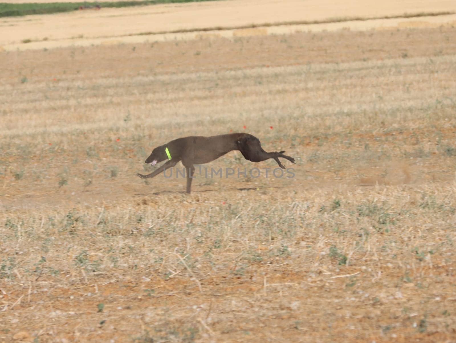 greyhound race fast dog domestic animal field hare hunting