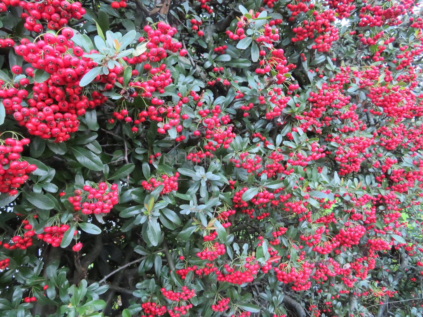 Beautiful berries of red color of dried flowers