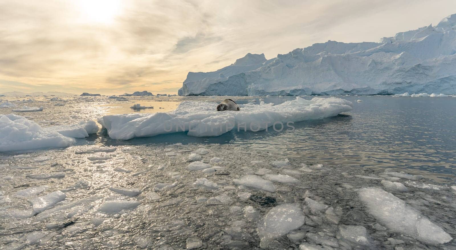Antarctic iceberg landscape in Cierva Cove - a deep inlet on the west side of the Antarctic Peninsula, surrounded by rugged mountains and dramatic glacier fronts.