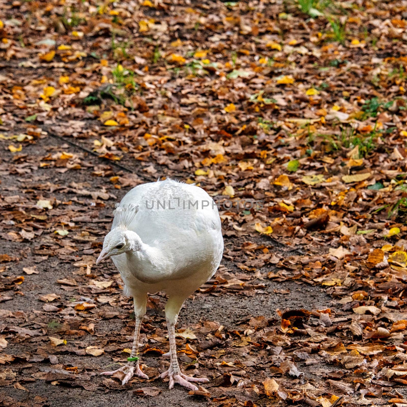 Leucistic Indian peacock in Polish park - Warsaw, Poland