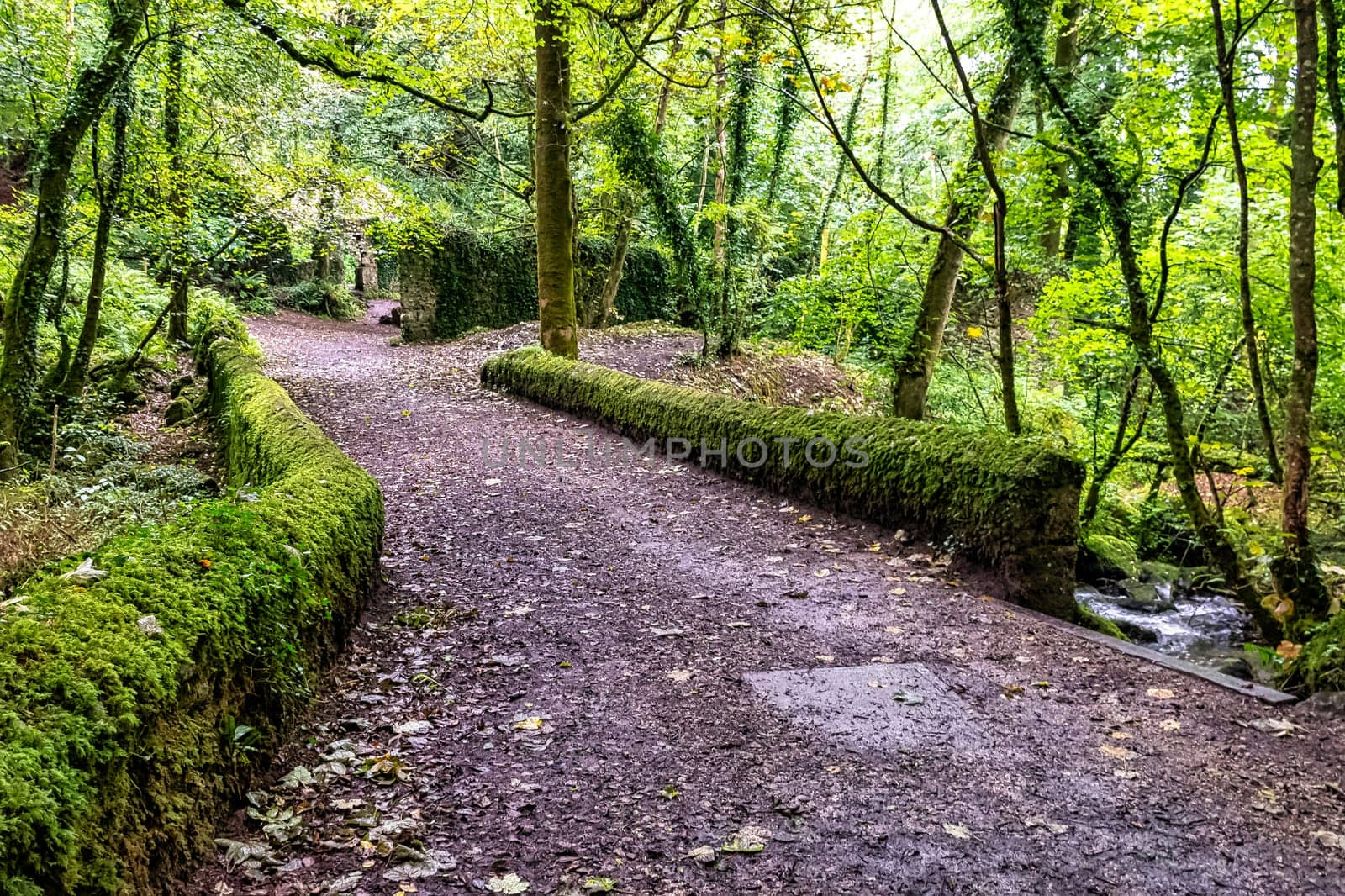 Kennall Vale Nature Reserve, Ponsanooth, Cornwall, United Kingdom