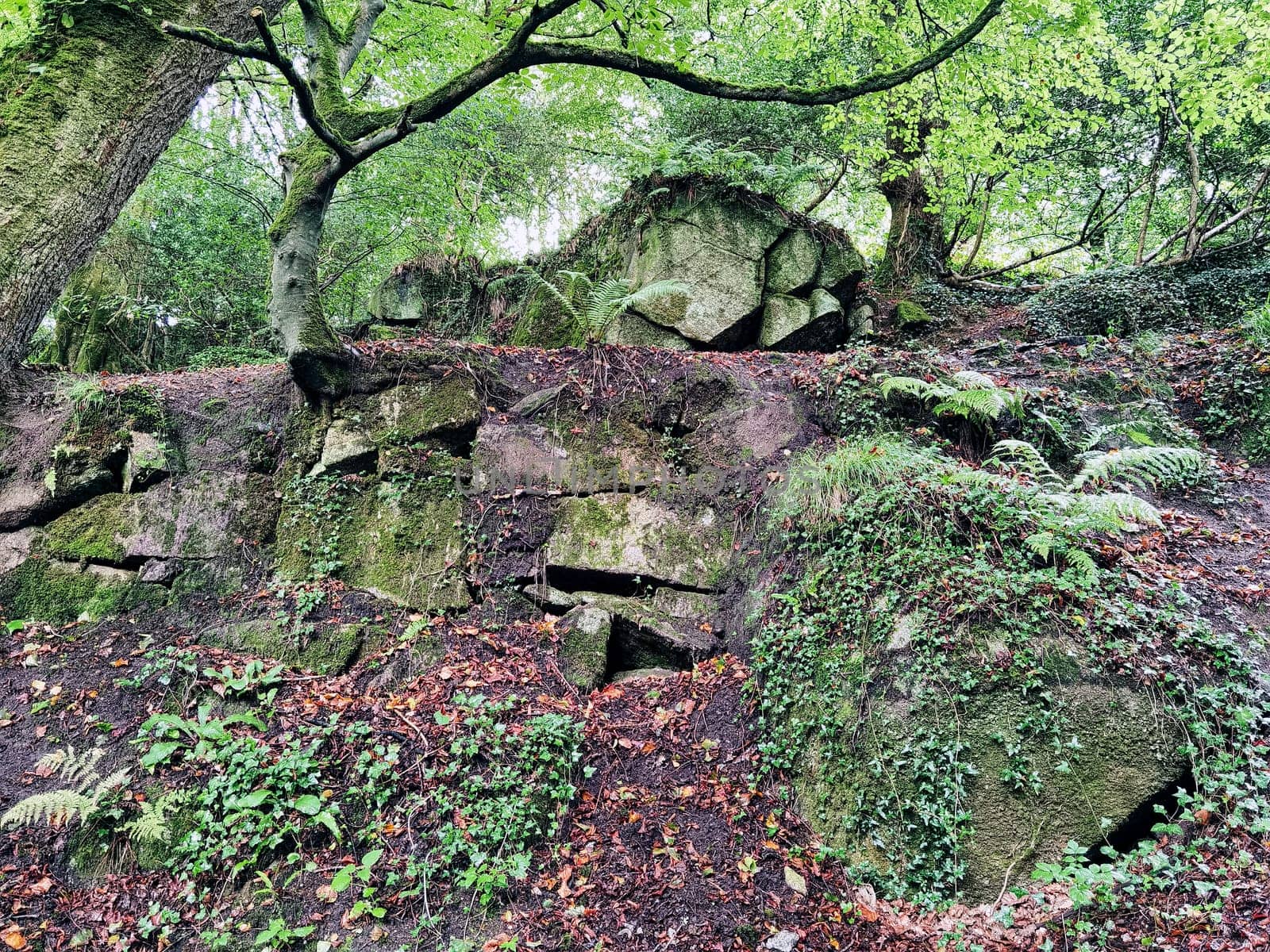 Kennall Vale Nature Reserve, Ponsanooth, Cornwall, United Kingdom