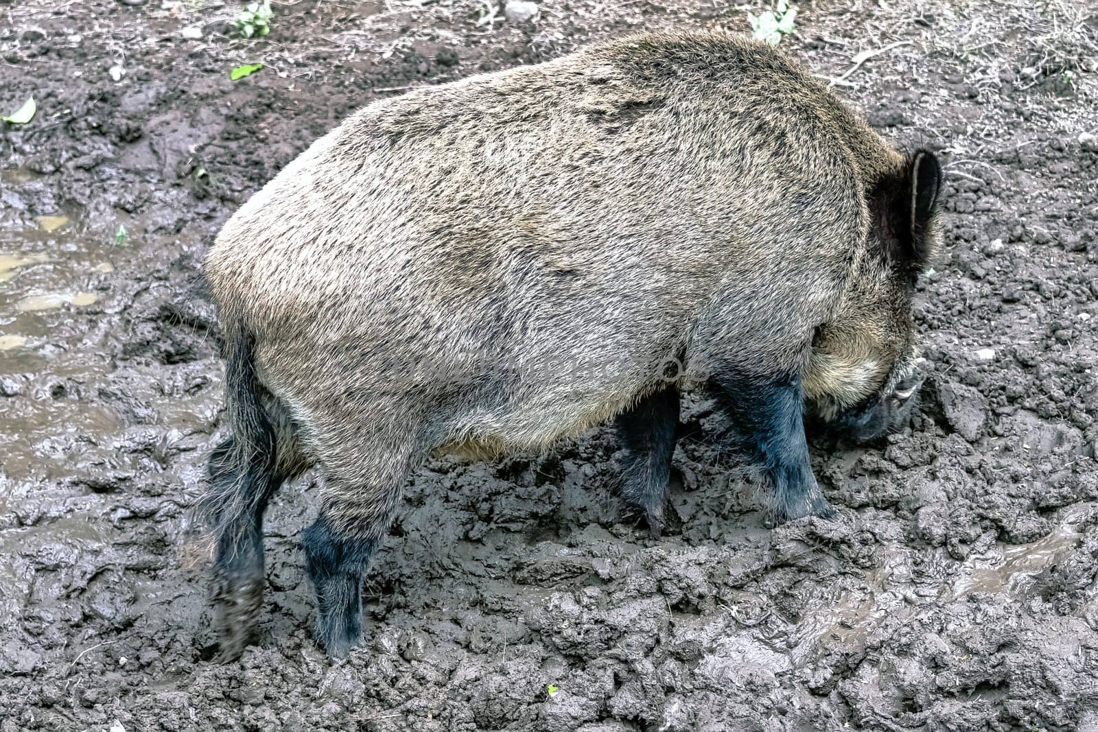 Wild boar (Sus scrofa), also known as wild swine, common wild or Eurasian wild pig in Bialowieza Forest, Poland