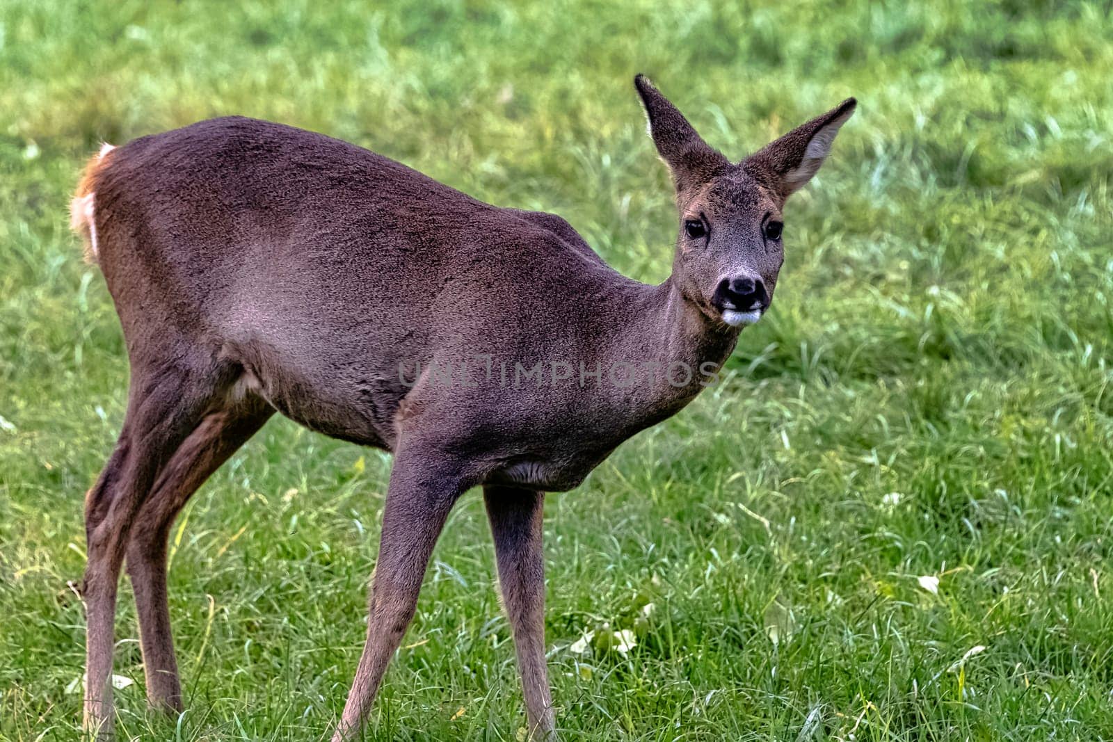Western roe deer (Capreolus capreolus), also known as European roe in Bialowieza Forest, Poland