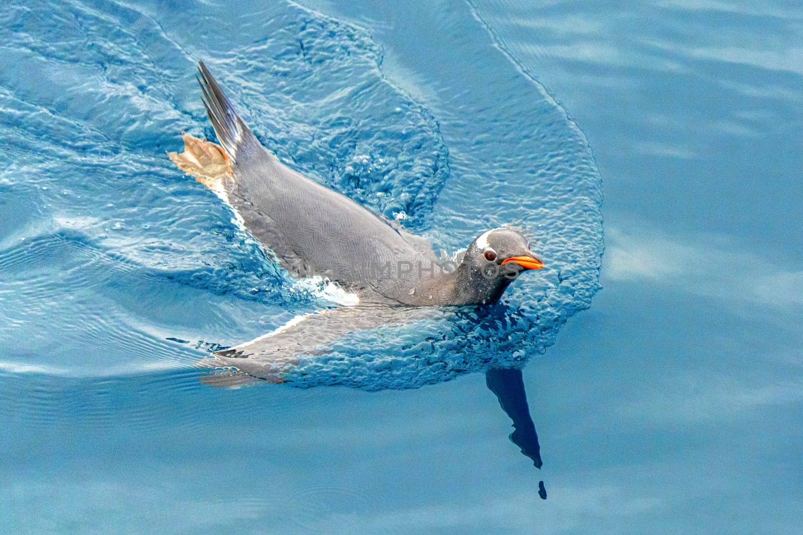 Gentoo penguin (Pygoscelis papua) swimming in blue water on Half Moon Island in the South Shetland Islands off Antarctica