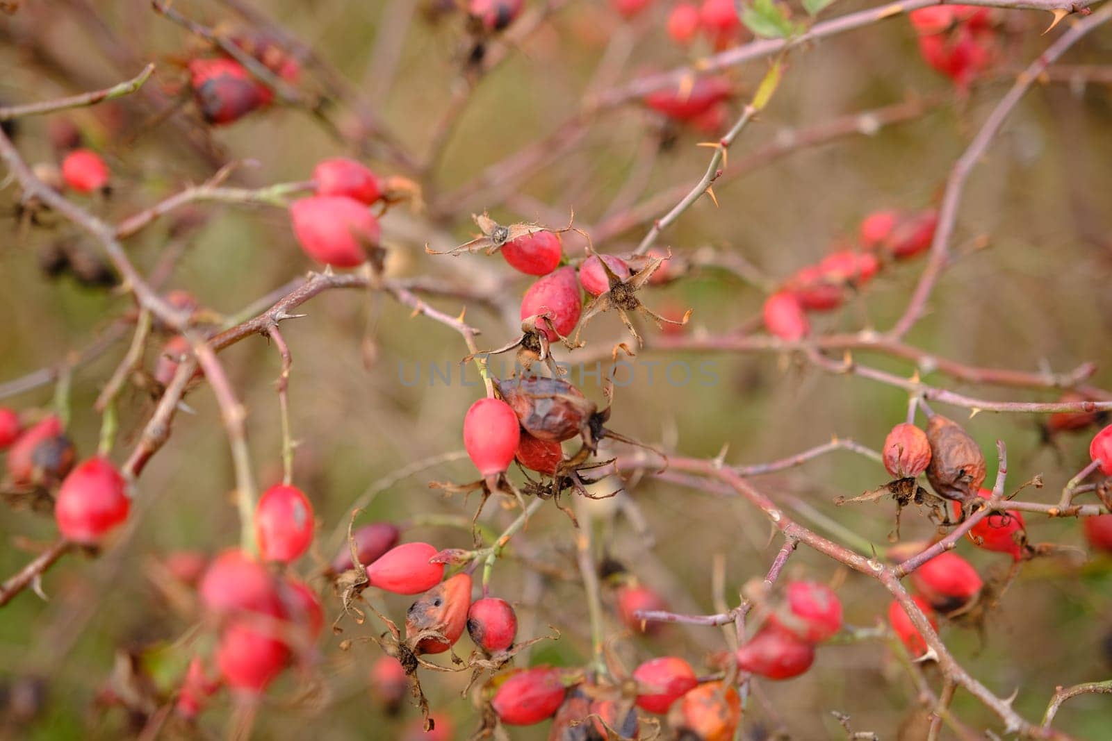 Dog rose plant and dog rose hips. Dog rose herb in autumn time.
