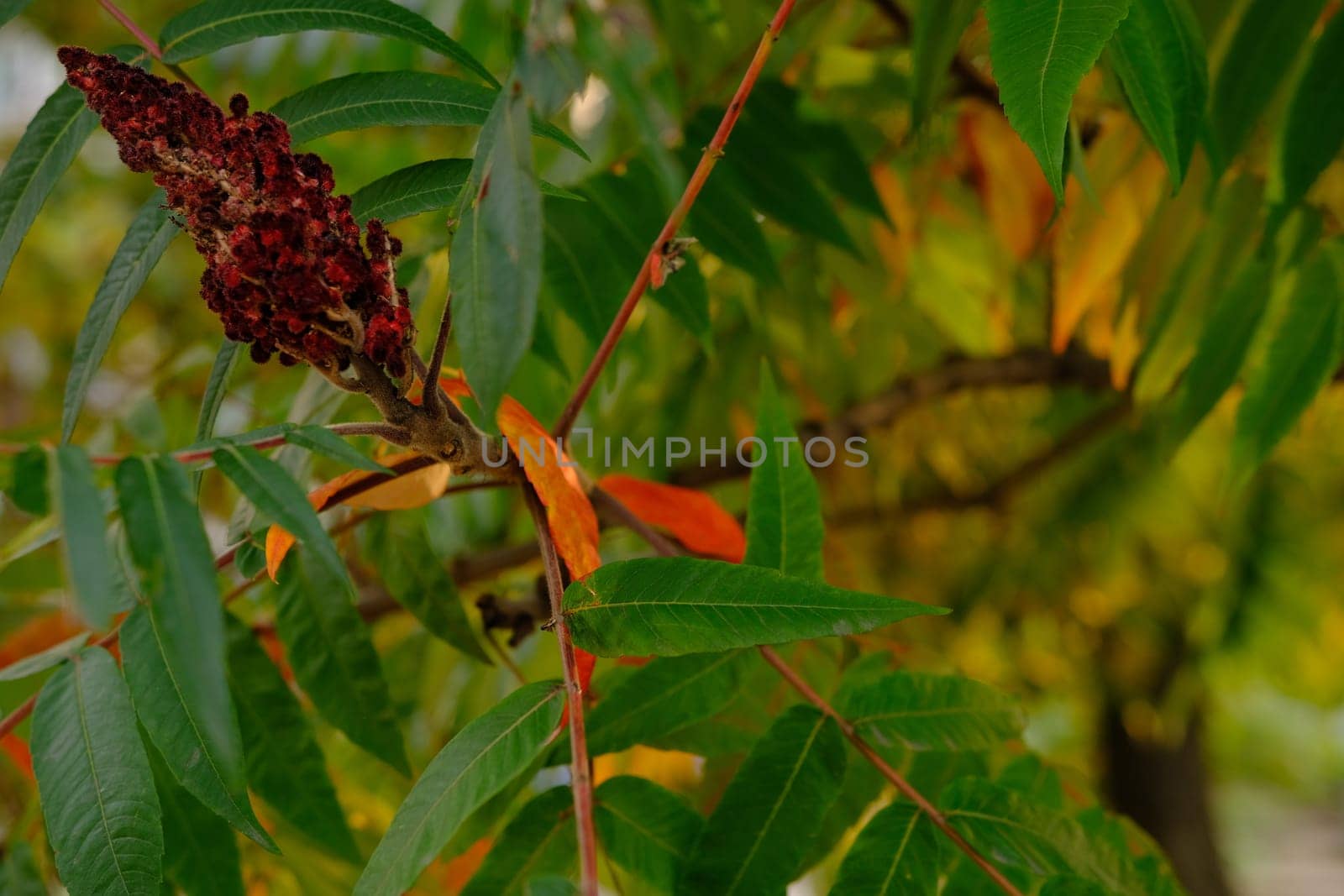 Red, orange, yellow and green sumac leaves. Autumn coloration of Rhus typhina Staghorn sumac, Anacardiaceae. Blurred background. Selective focus. Close-up. Natural texture pattern background.