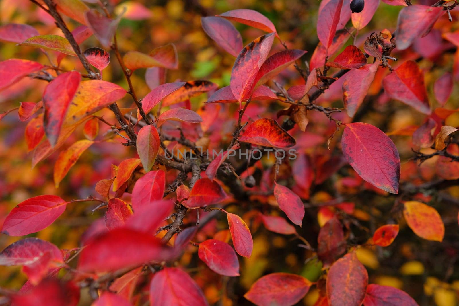 Colorful autumnal background with red leaves close up. Multicolored foliage Cotoneaster lucidus in forest. Autumn concept.