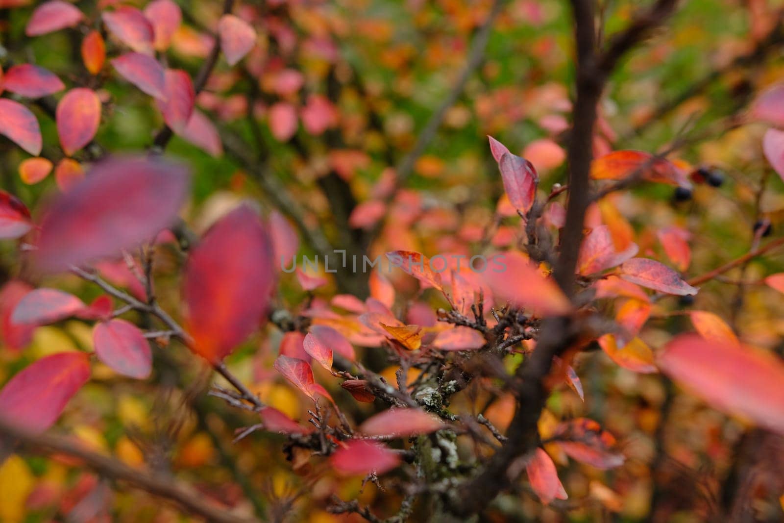 Colorful autumnal background with red leaves close up. Multicolored foliage Cotoneaster lucidus in forest. Autumn concept.